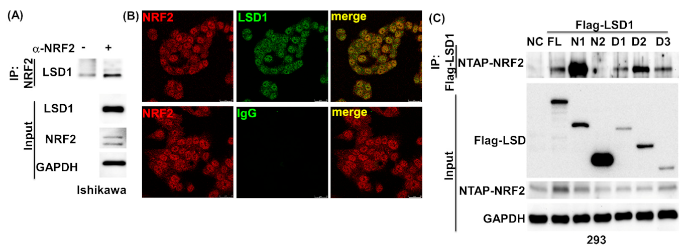 Antioxidants 10 01898 g004a Antioxidants 10 01898 g004a