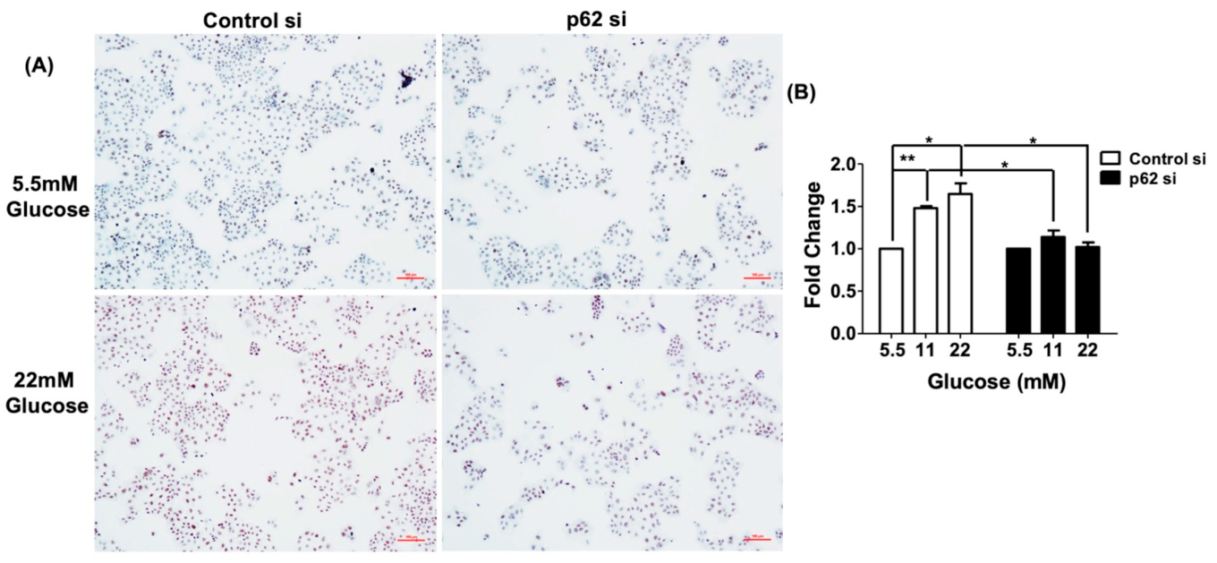 Antioxidants 10 01898 g005a Antioxidants 10 01898 g005a