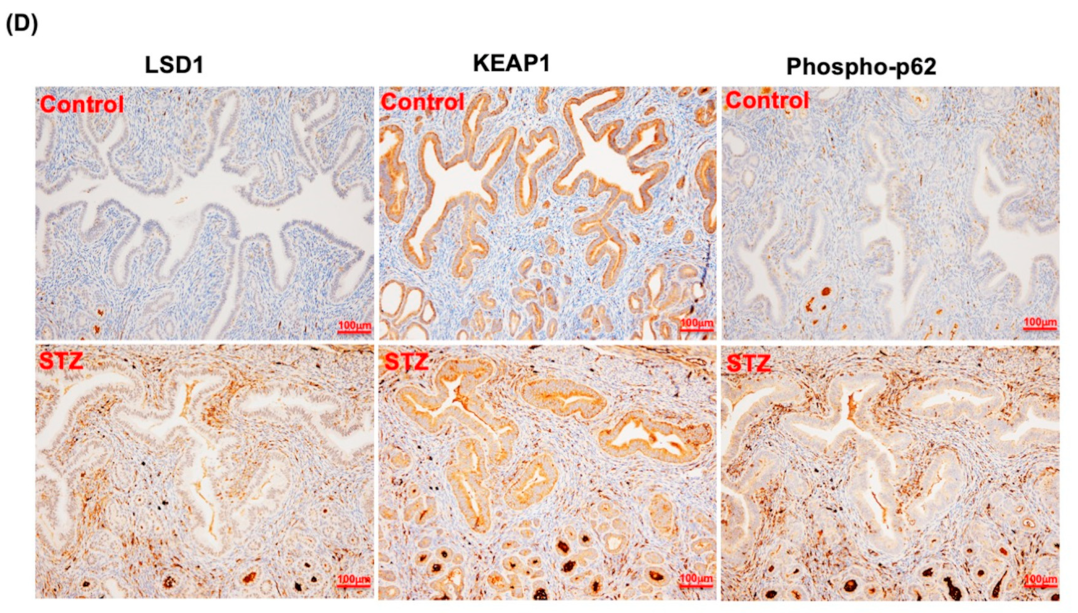 Antioxidants 10 01898 g005c Antioxidants 10 01898 g005c