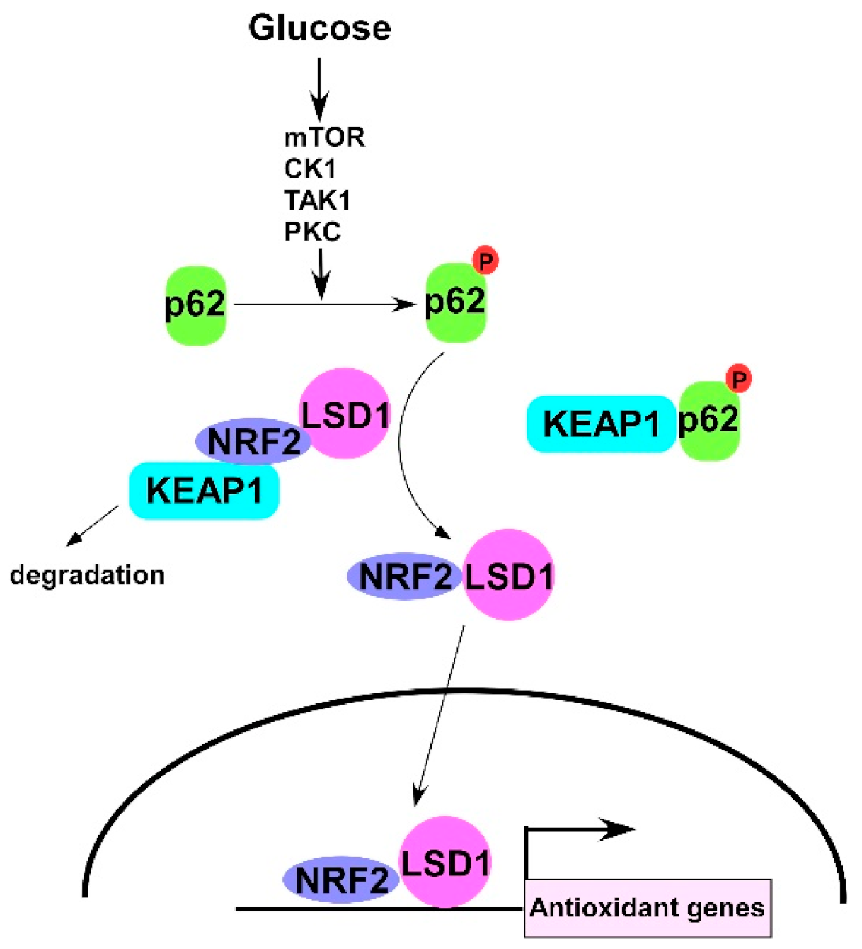 Antioxidants 10 01898 g006 Antioxidants 10 01898 g006