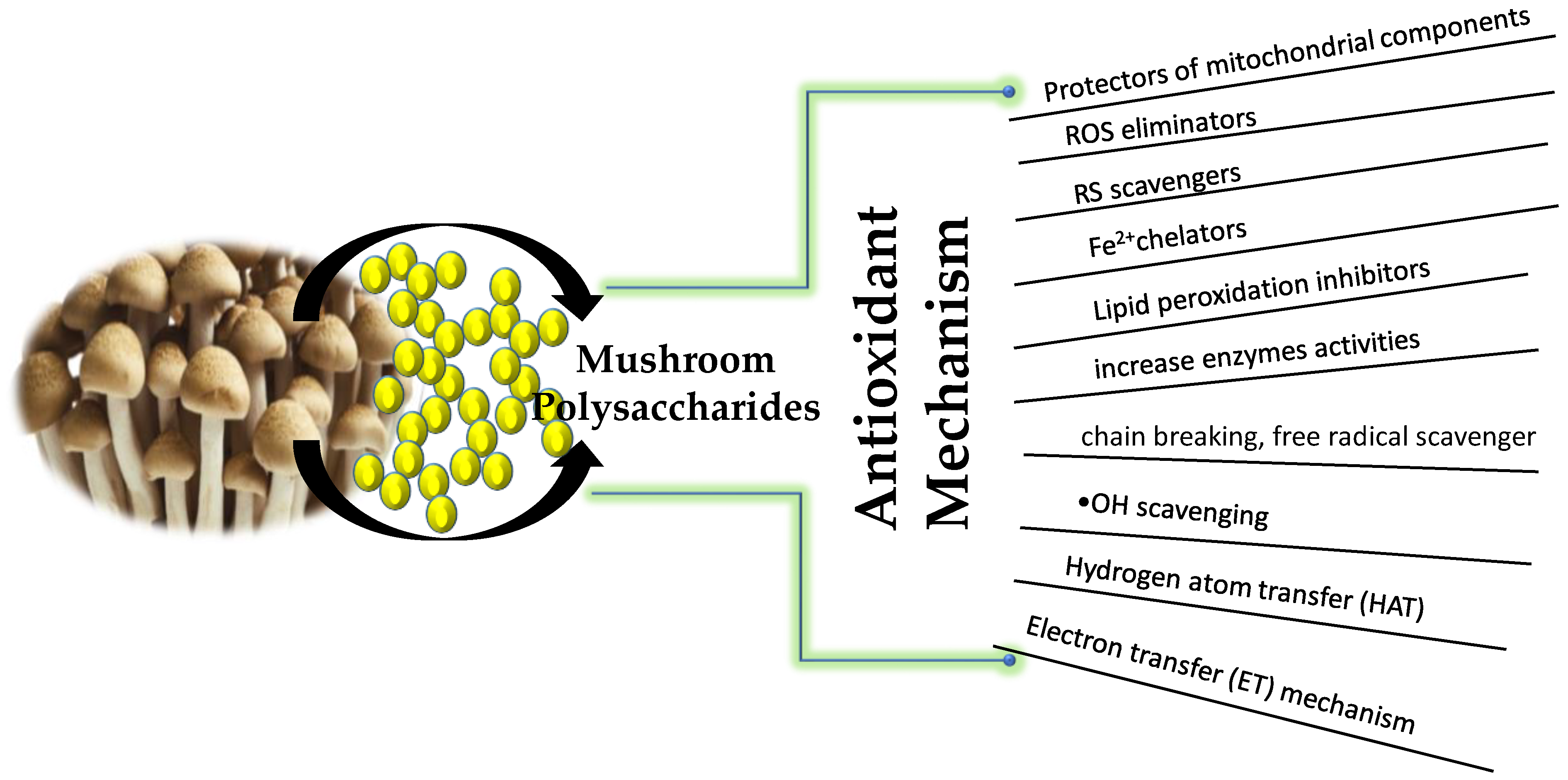 Medicinal Mushrooms: The Mycelium vs. Fruiting Body Dispute