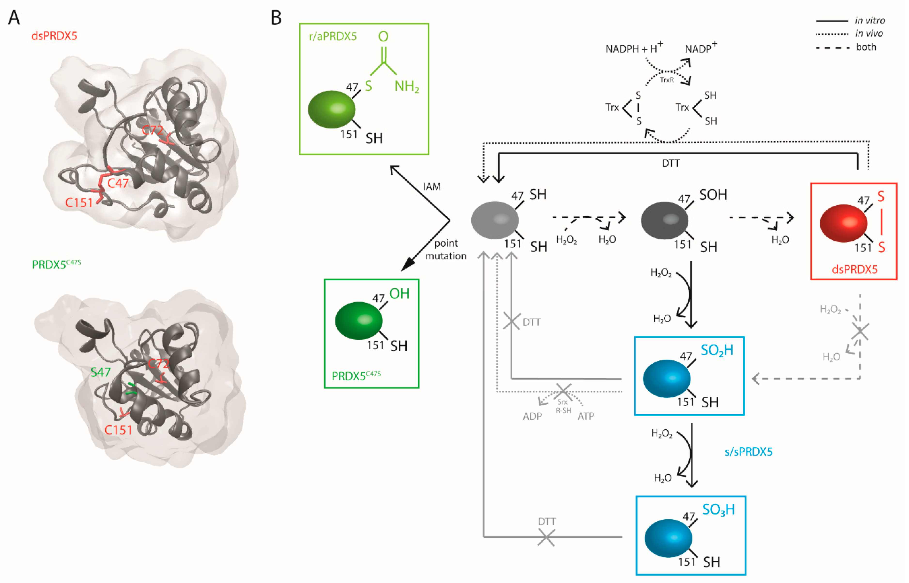 Antioxidants 10 01902 g001 550