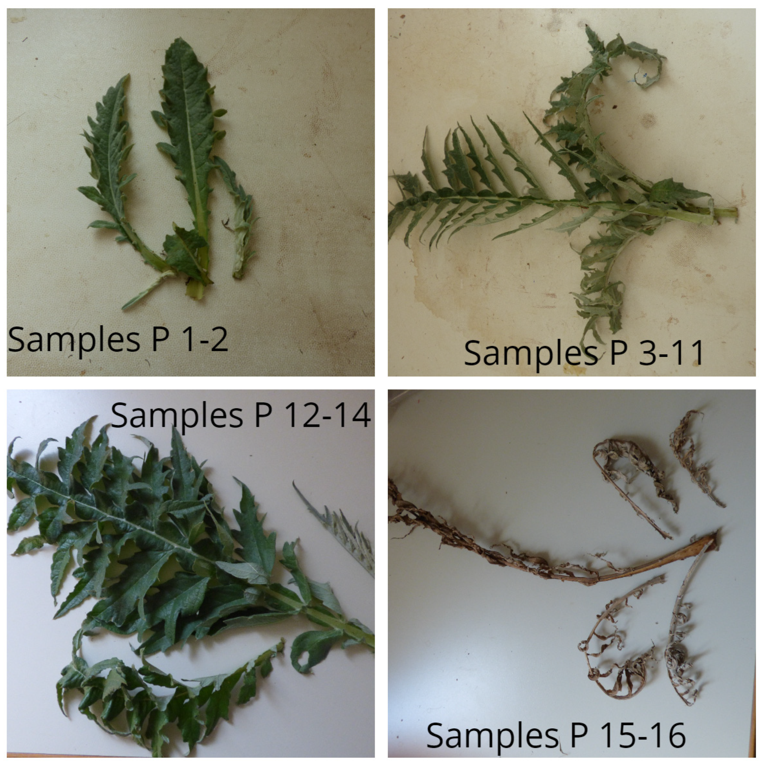 Antioxidants 10 01907 g001 550