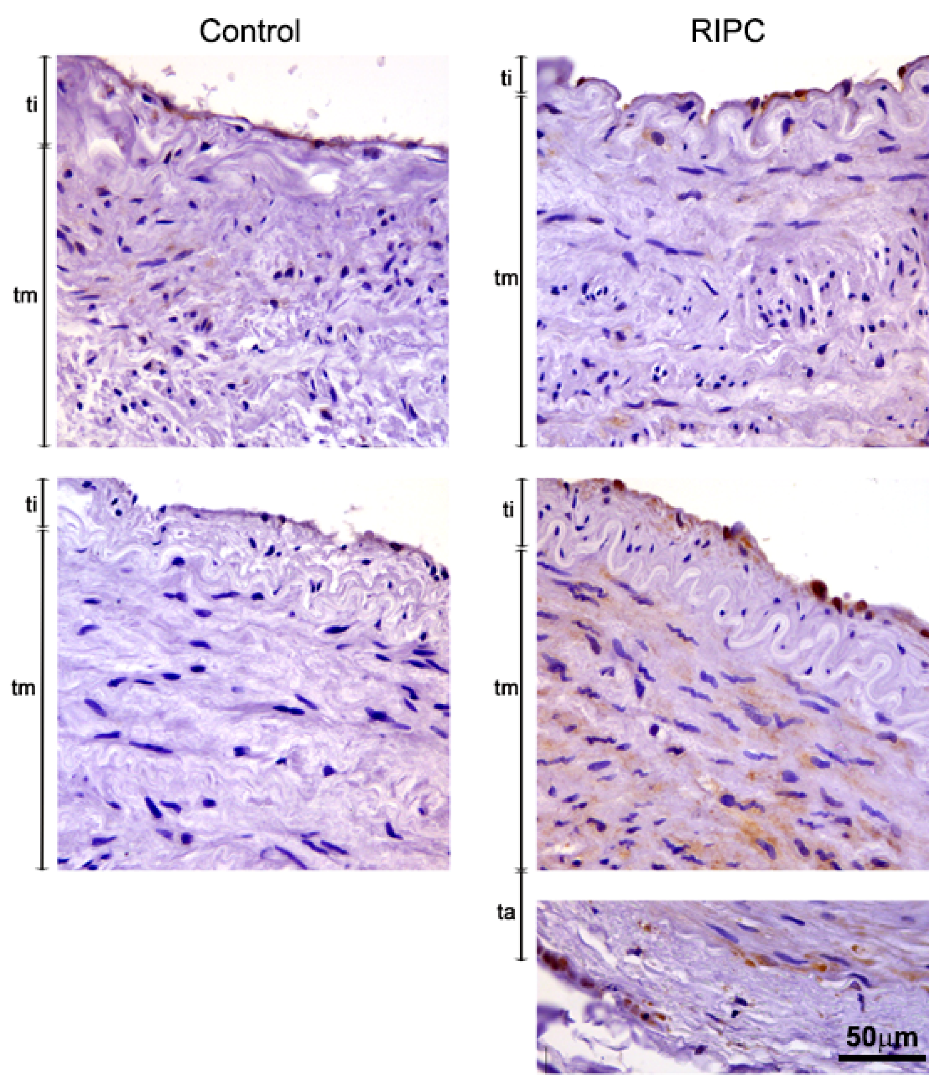Antioxidants 10 01910 g002 550