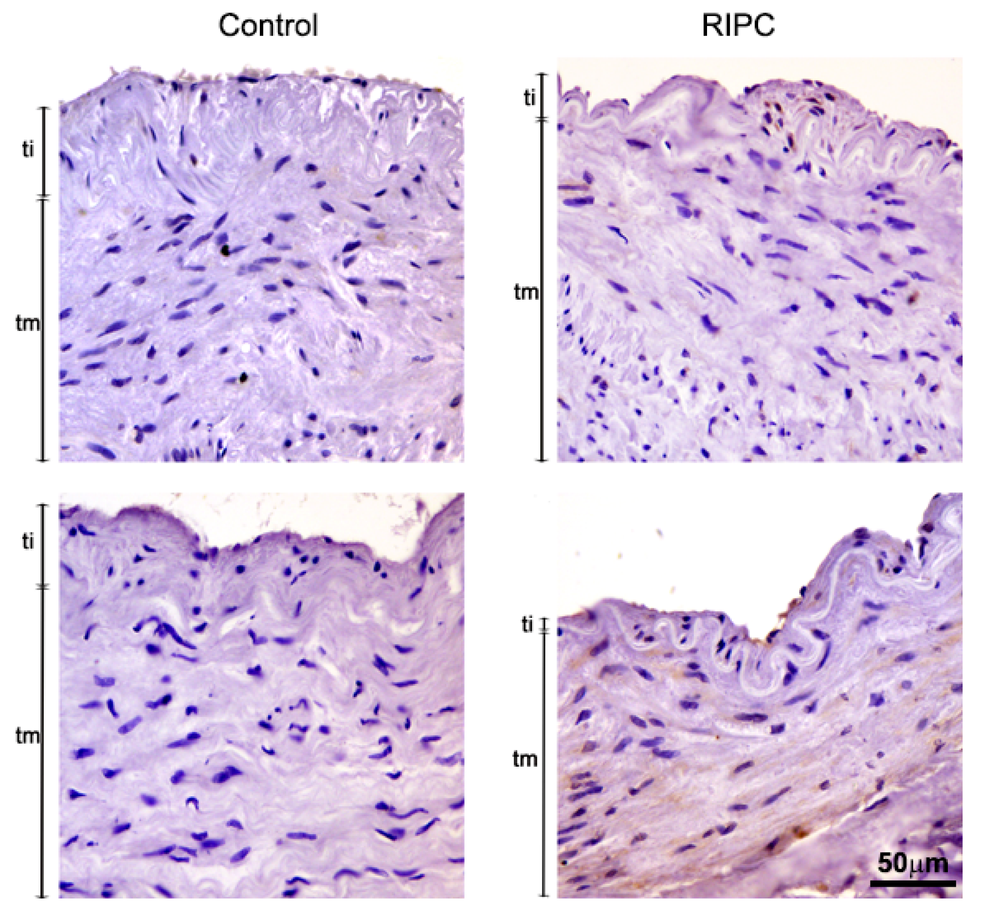 Antioxidants 10 01910 g003 550