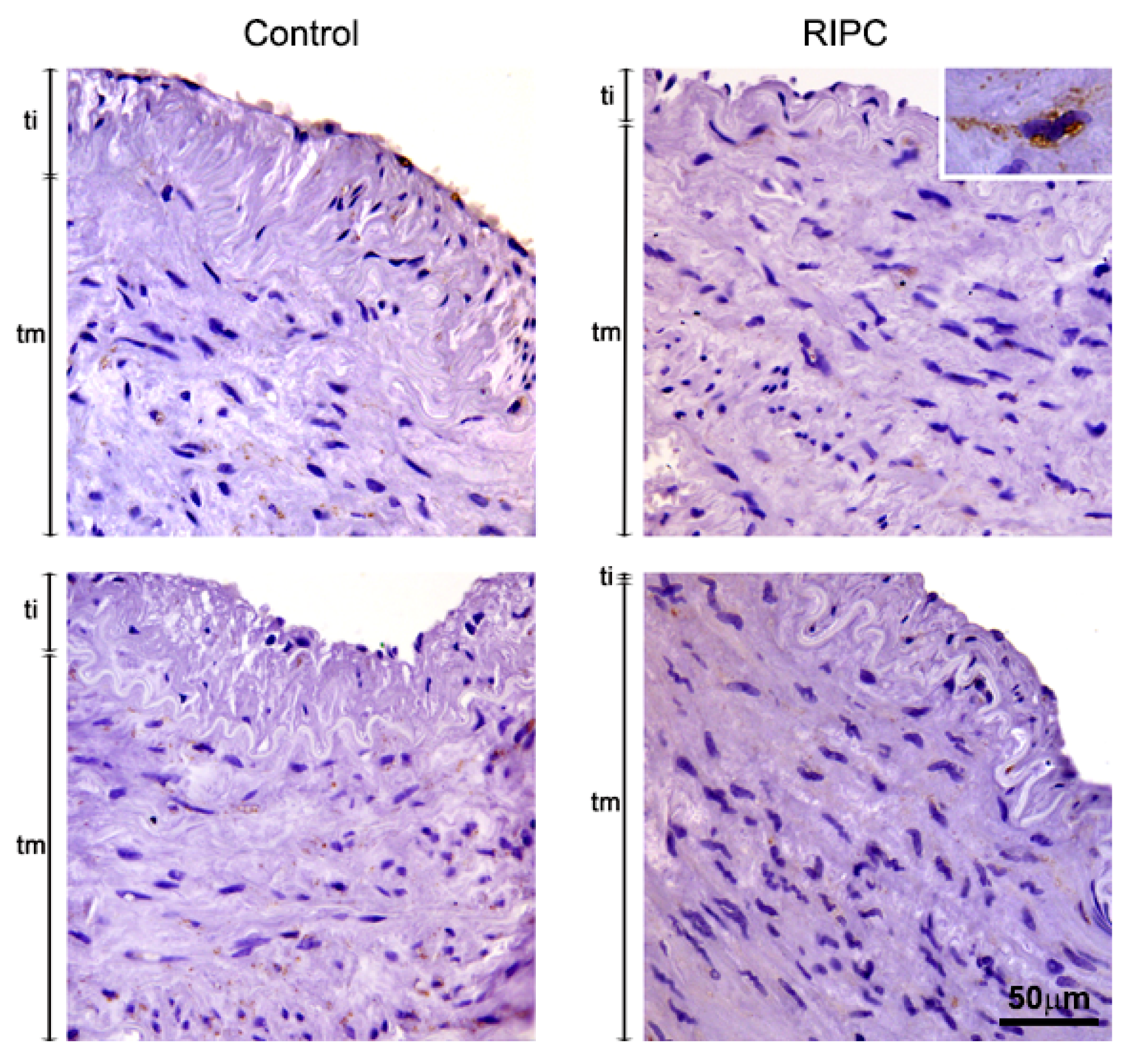 Antioxidants 10 01910 g004 550