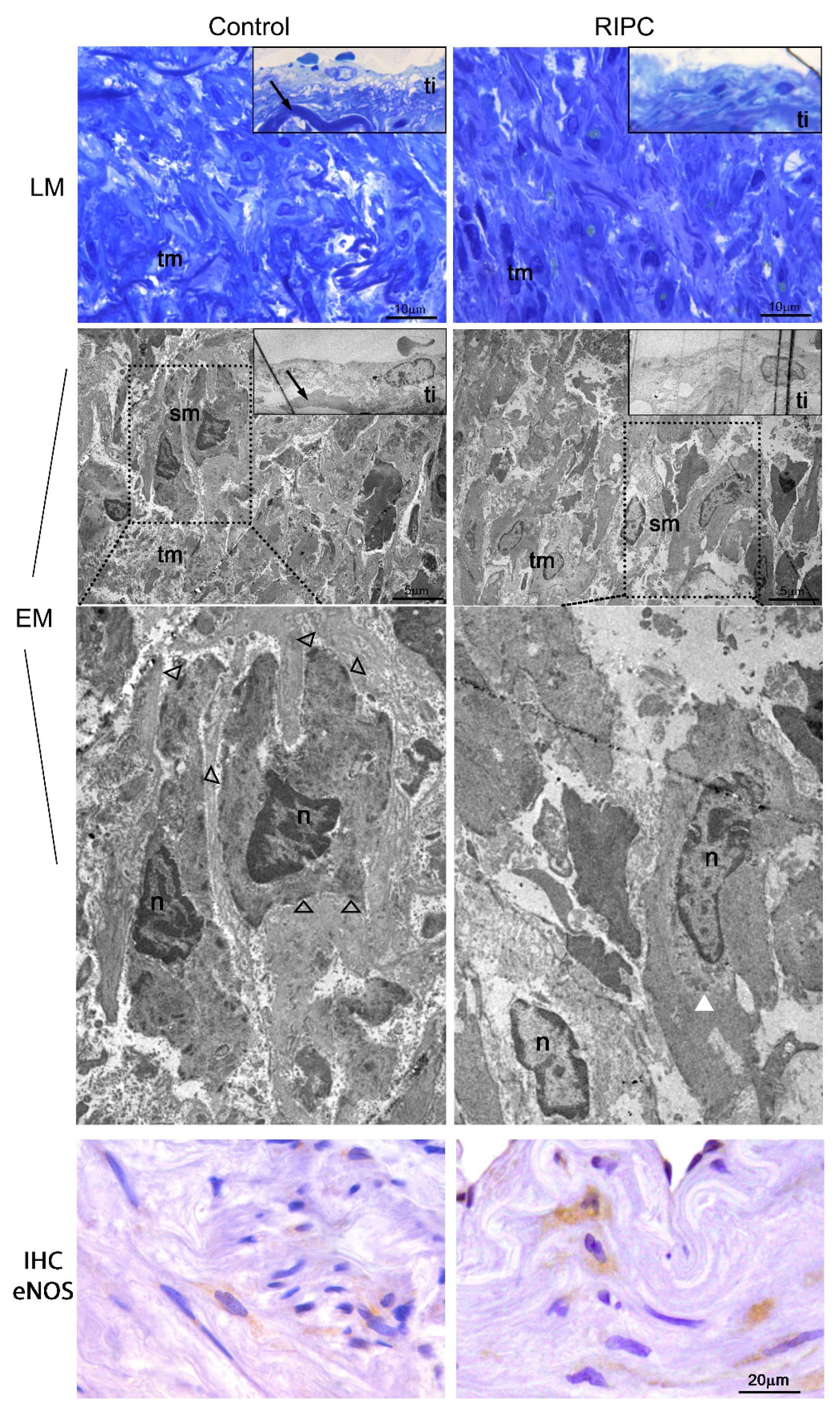 Antioxidants 10 01910 g005 550