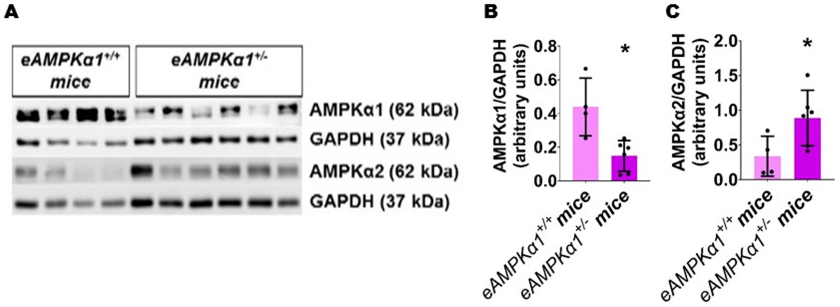 Antioxidants 10 01913 g001 Antioxidants 10 01913 g001