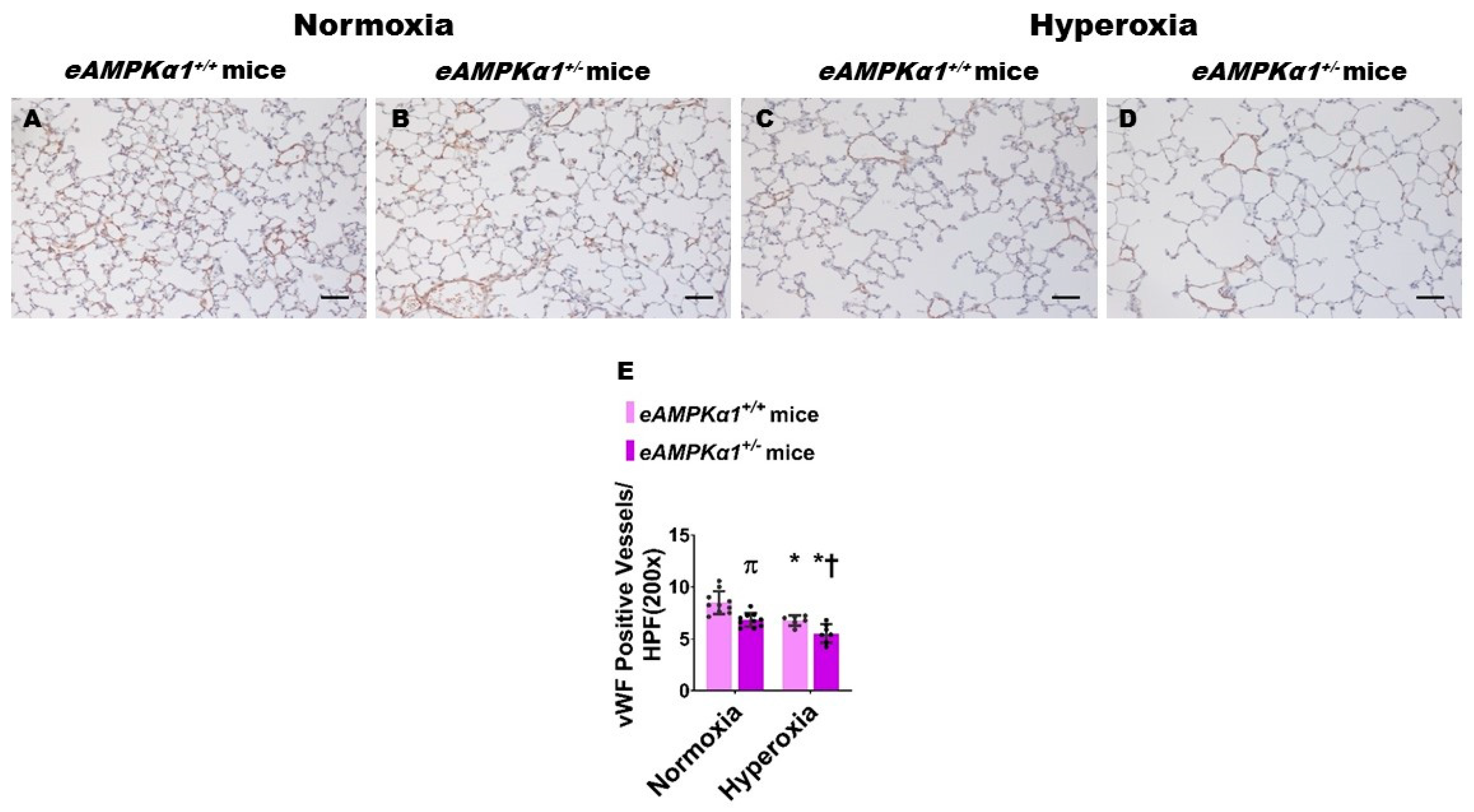 Antioxidants 10 01913 g002 Antioxidants 10 01913 g002