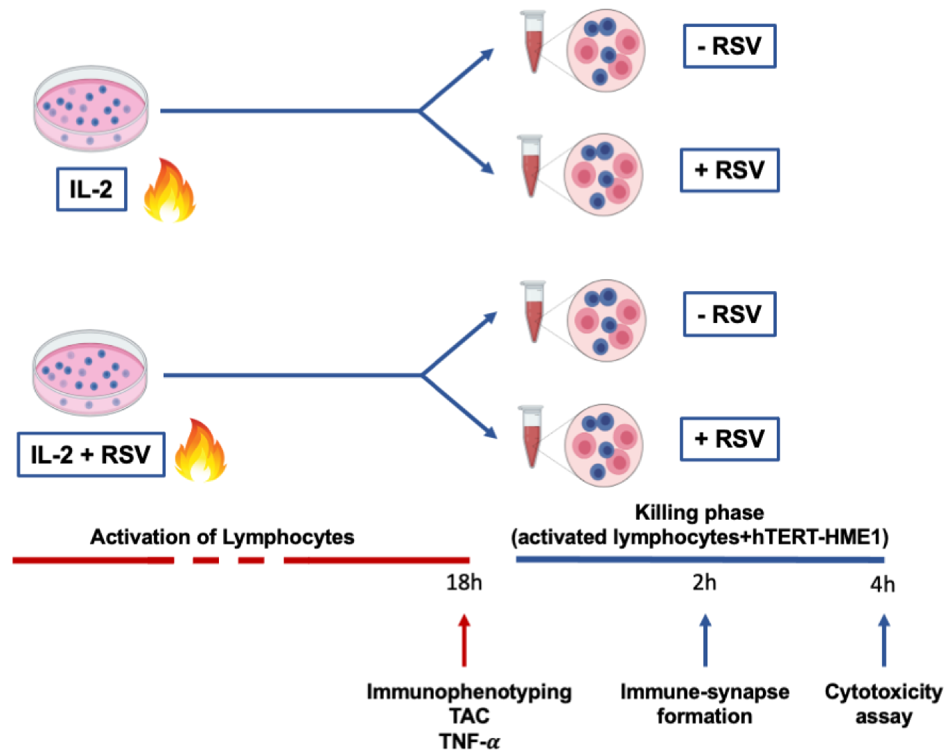 Antioxidants 10 01914 g001 Antioxidants 10 01914 g001