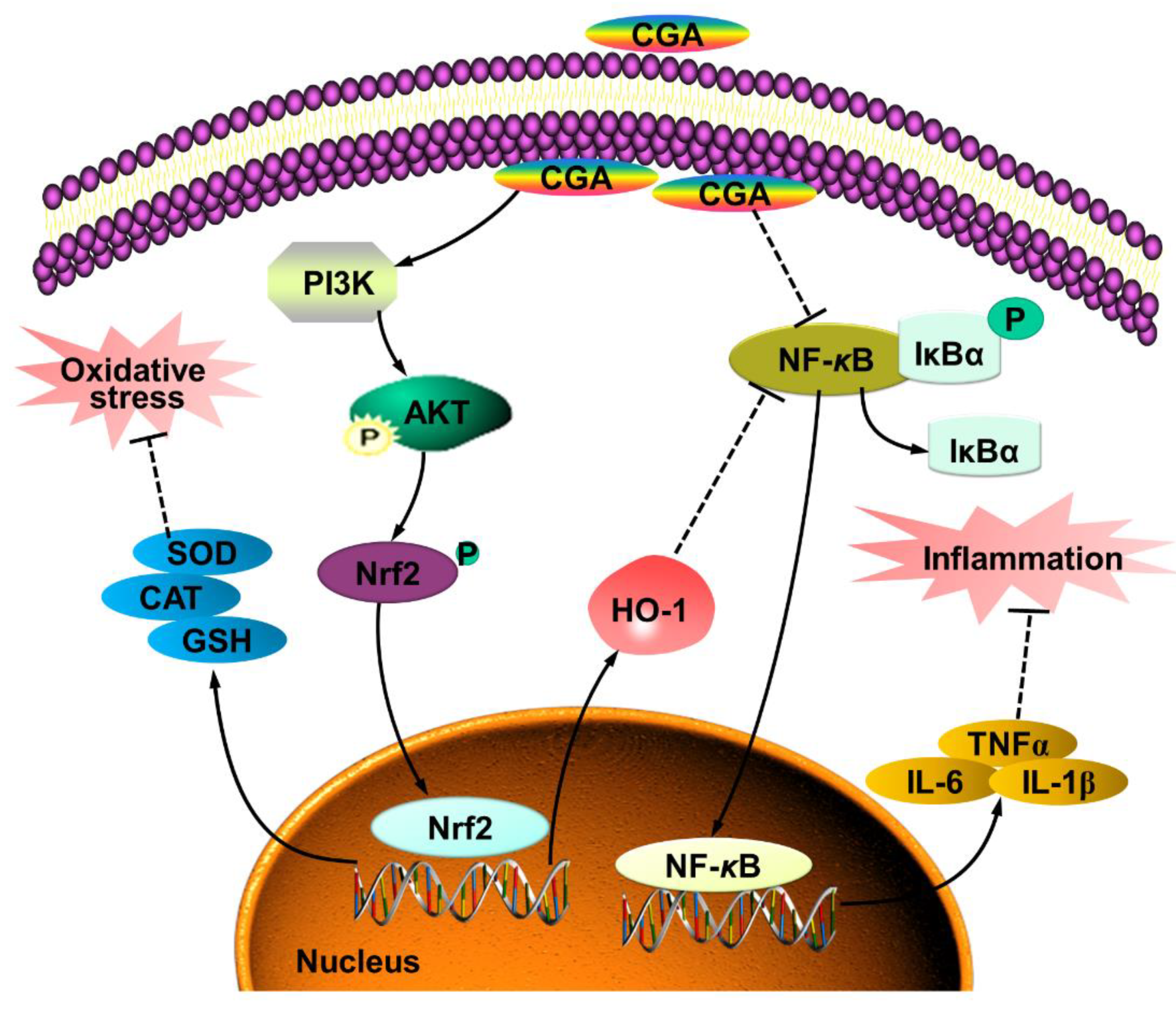 Antioxidants 10 01915 g007