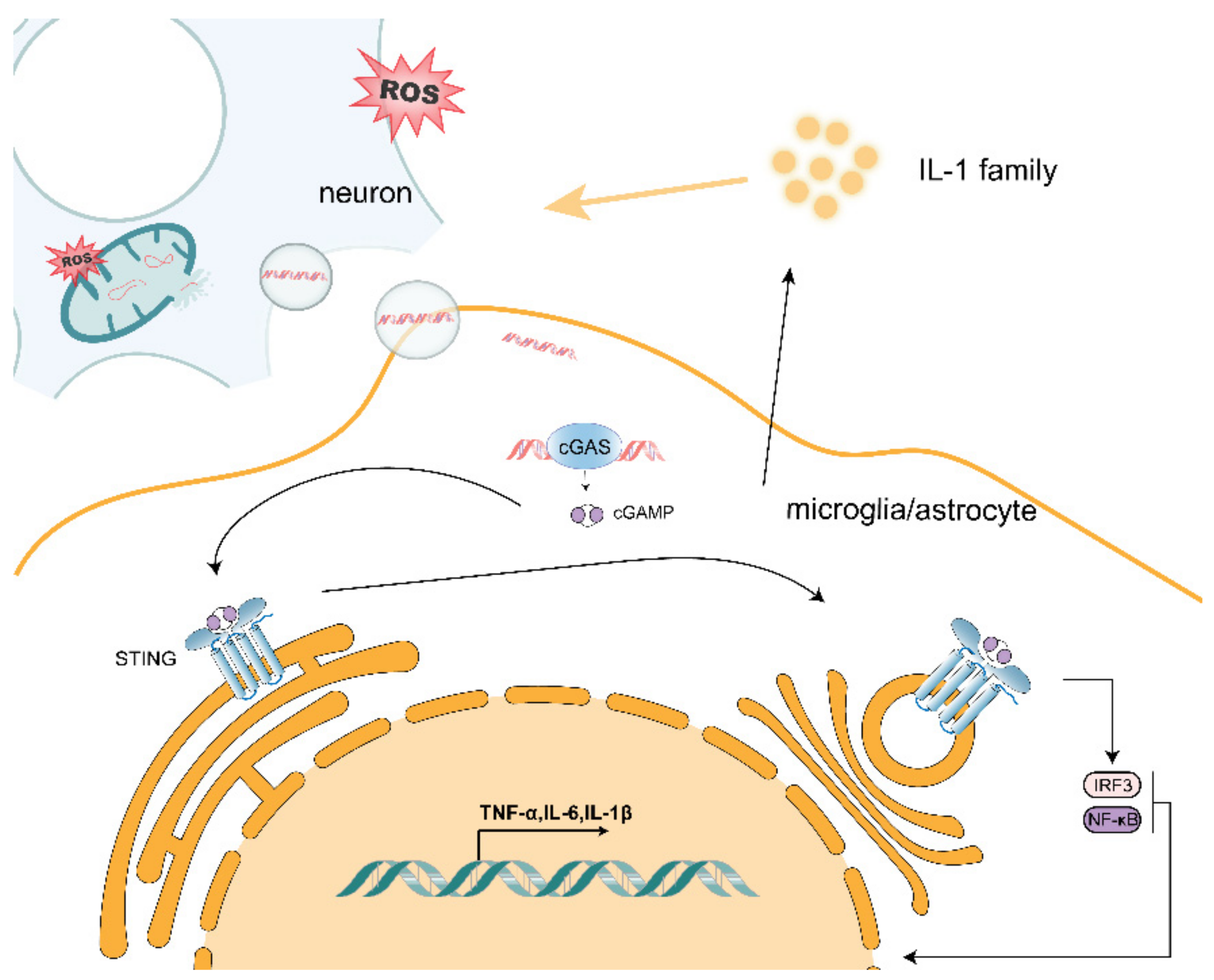 Antioxidants 10 01917 g001 550
