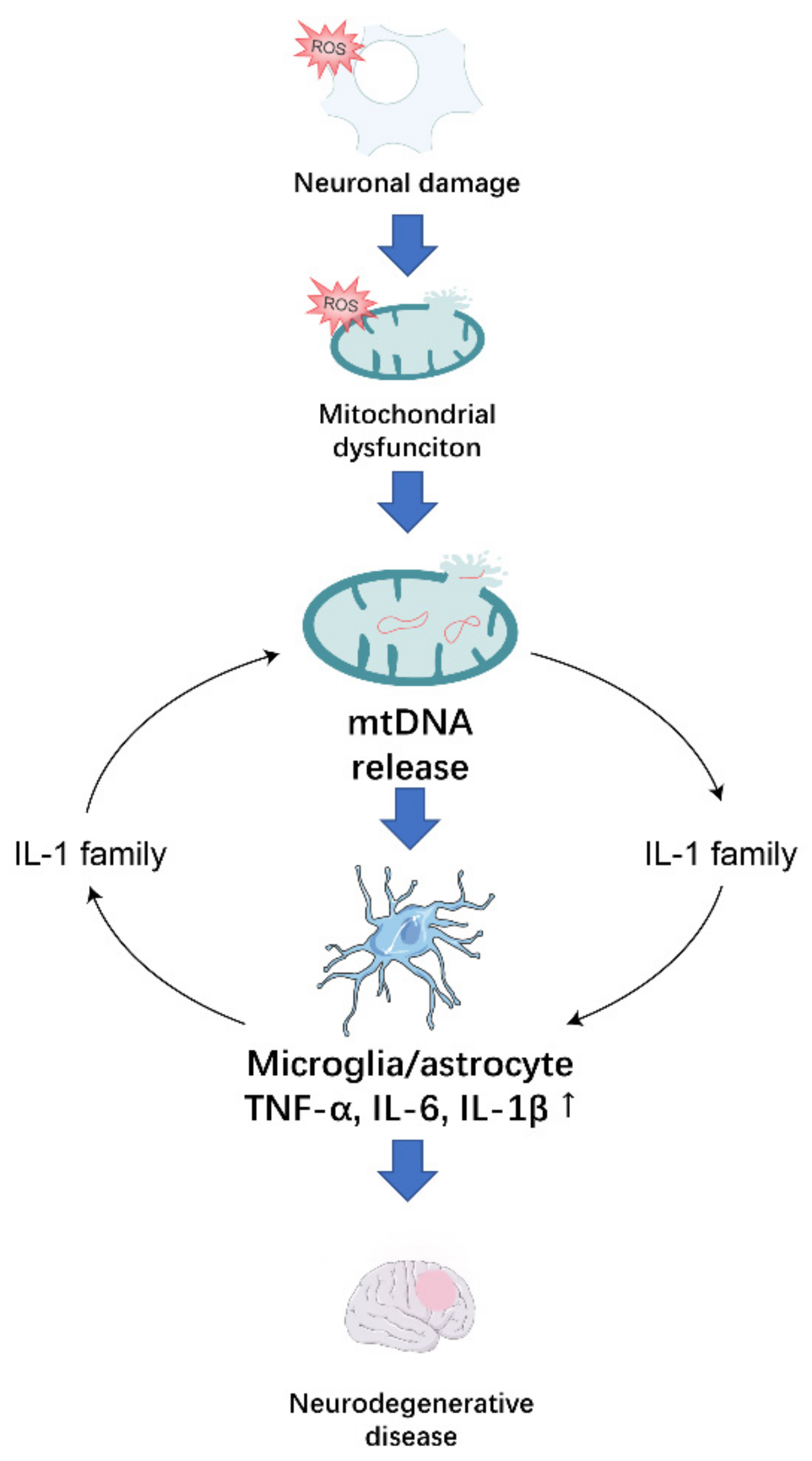 Antioxidants 10 01917 g002 550