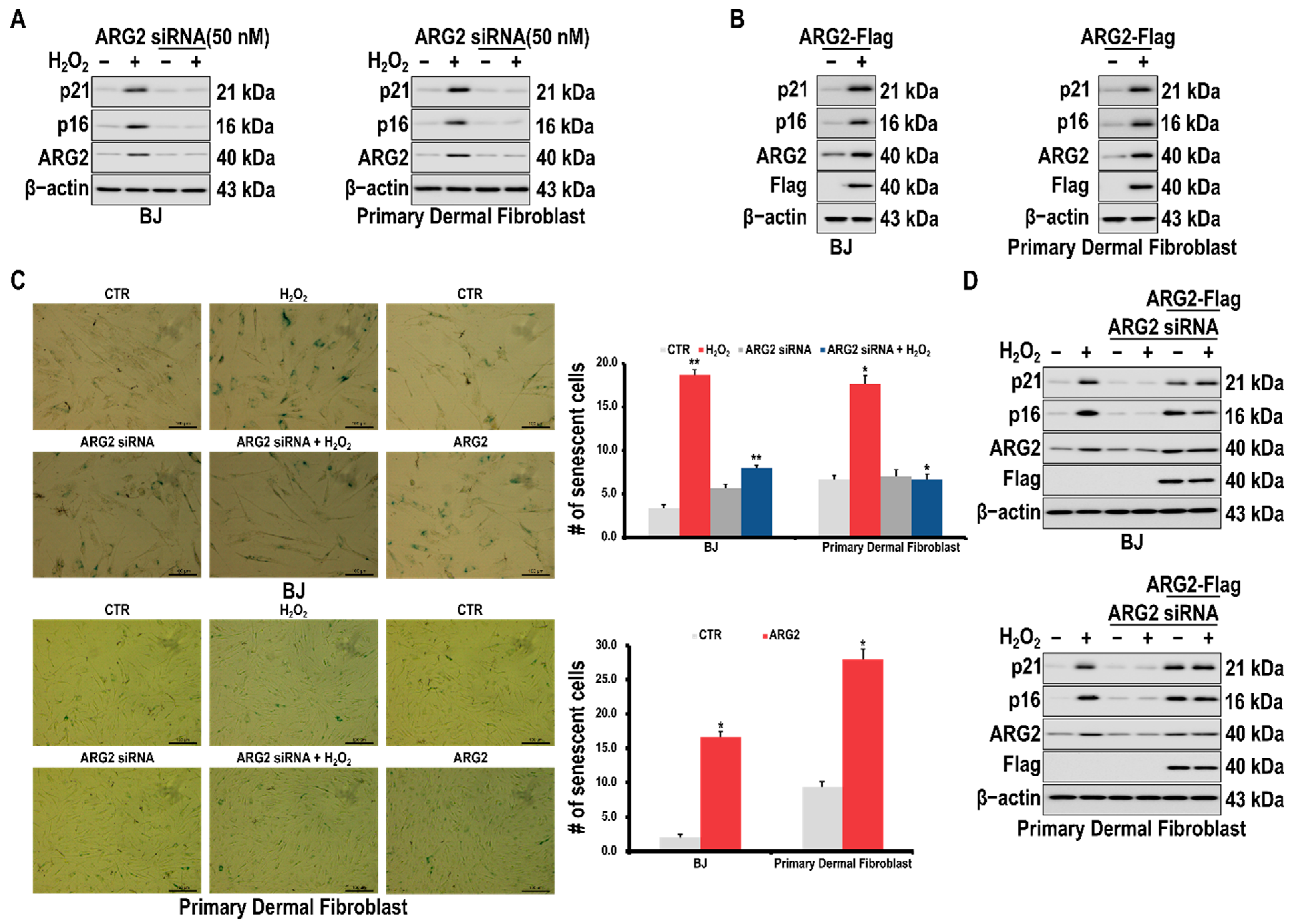 Antioxidants 10 01924 g002