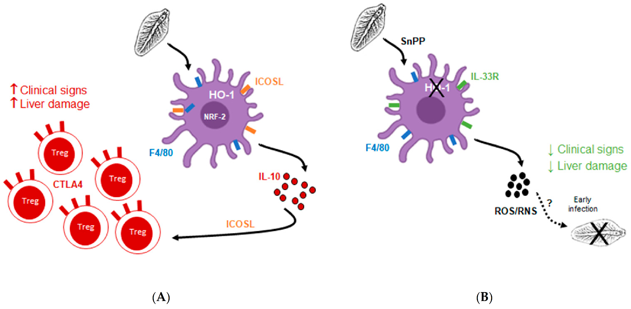 Antioxidants 10 01938 g009 Antioxidants 10 01938 g009