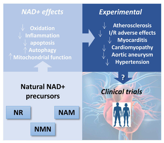 Antioxidants Free Full-Text Therapeutic Potential of Emerging NAD+-Increasing Strategies for Cardiovascular Diseases image