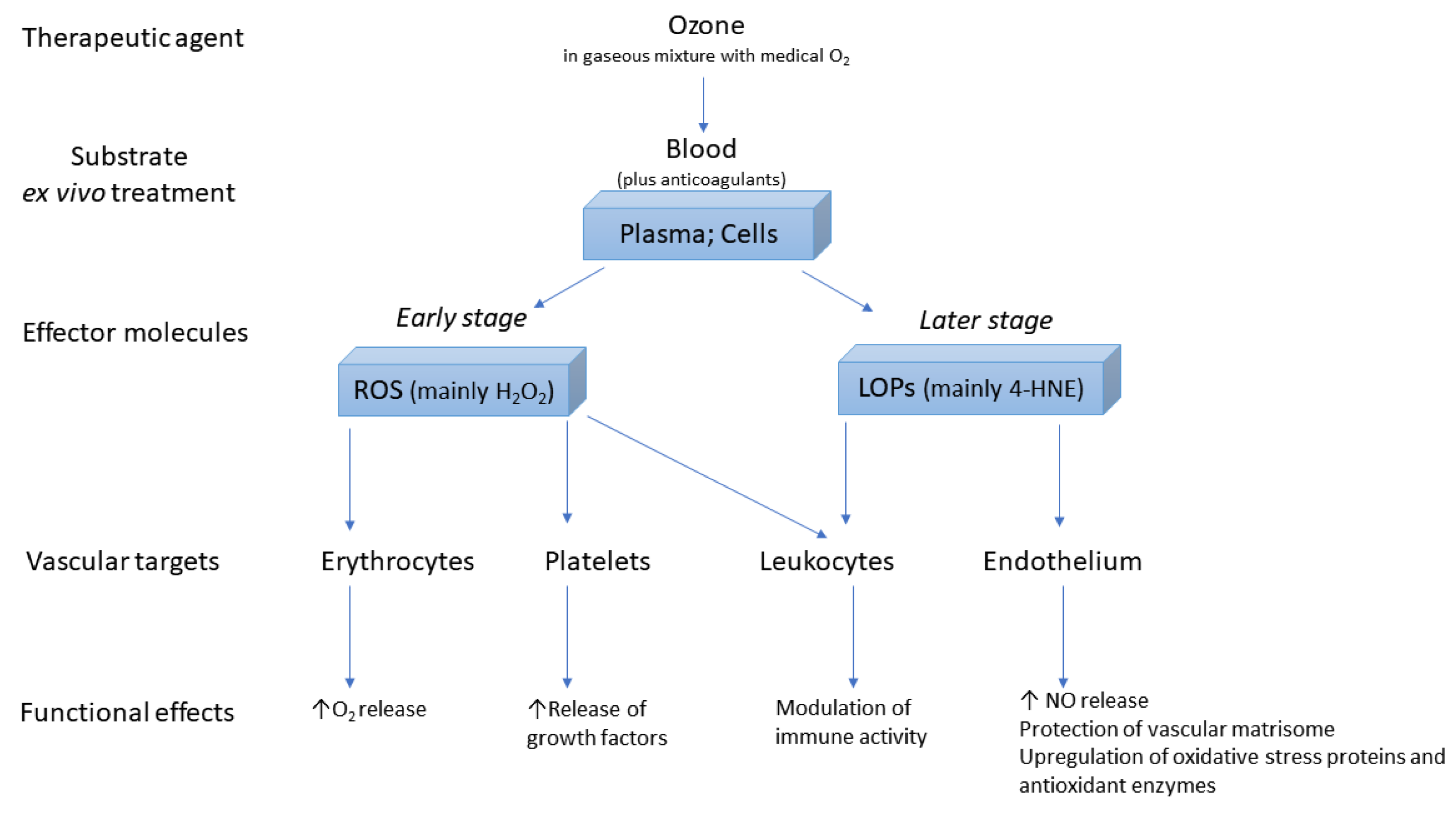 Antioxidants 10 01946 g002 550