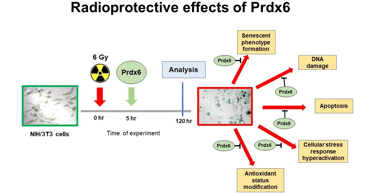 Antioxidants Free FullText Peroxiredoxin 6 Applied after Exposure