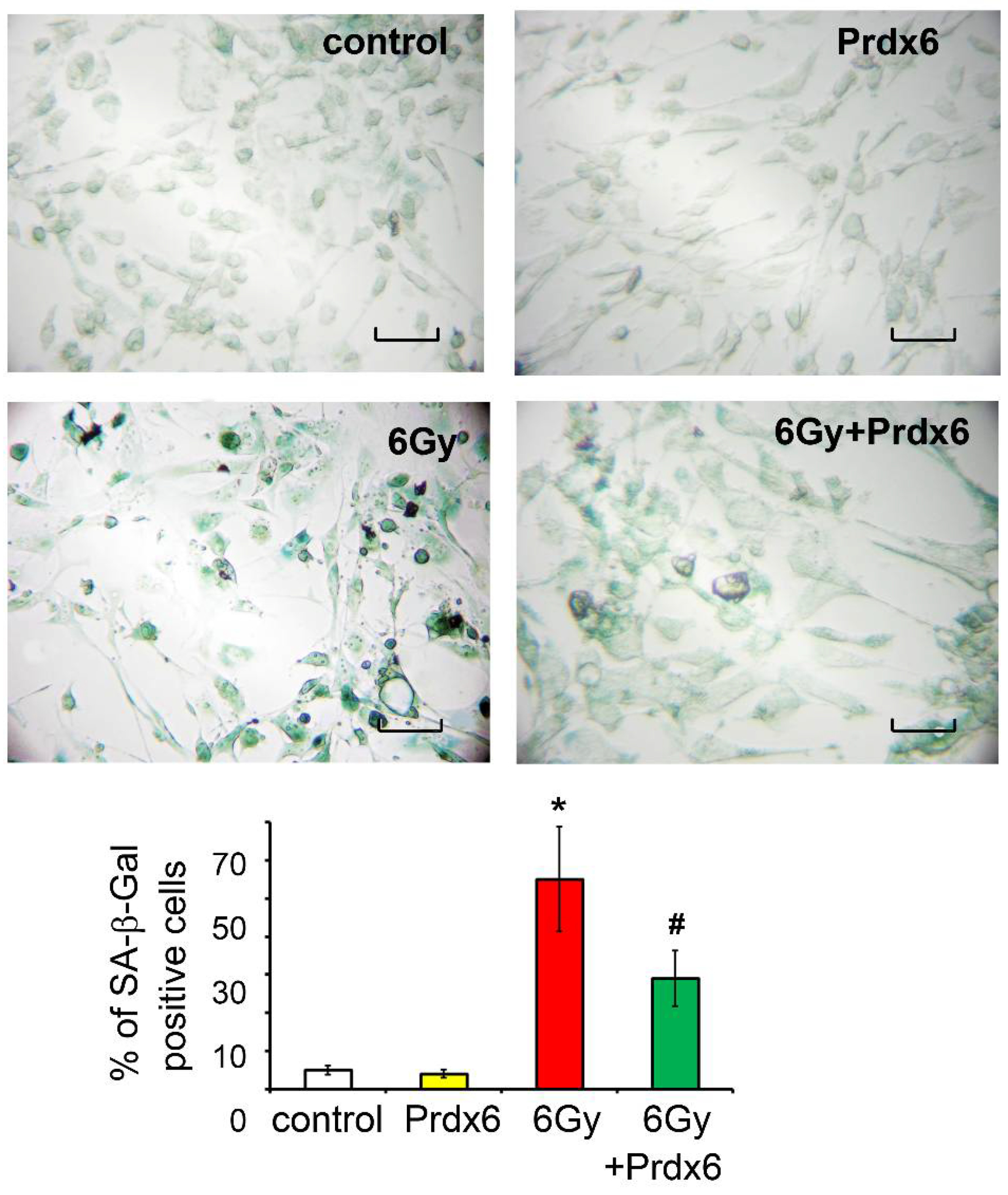 Antioxidants 10 01951 g002