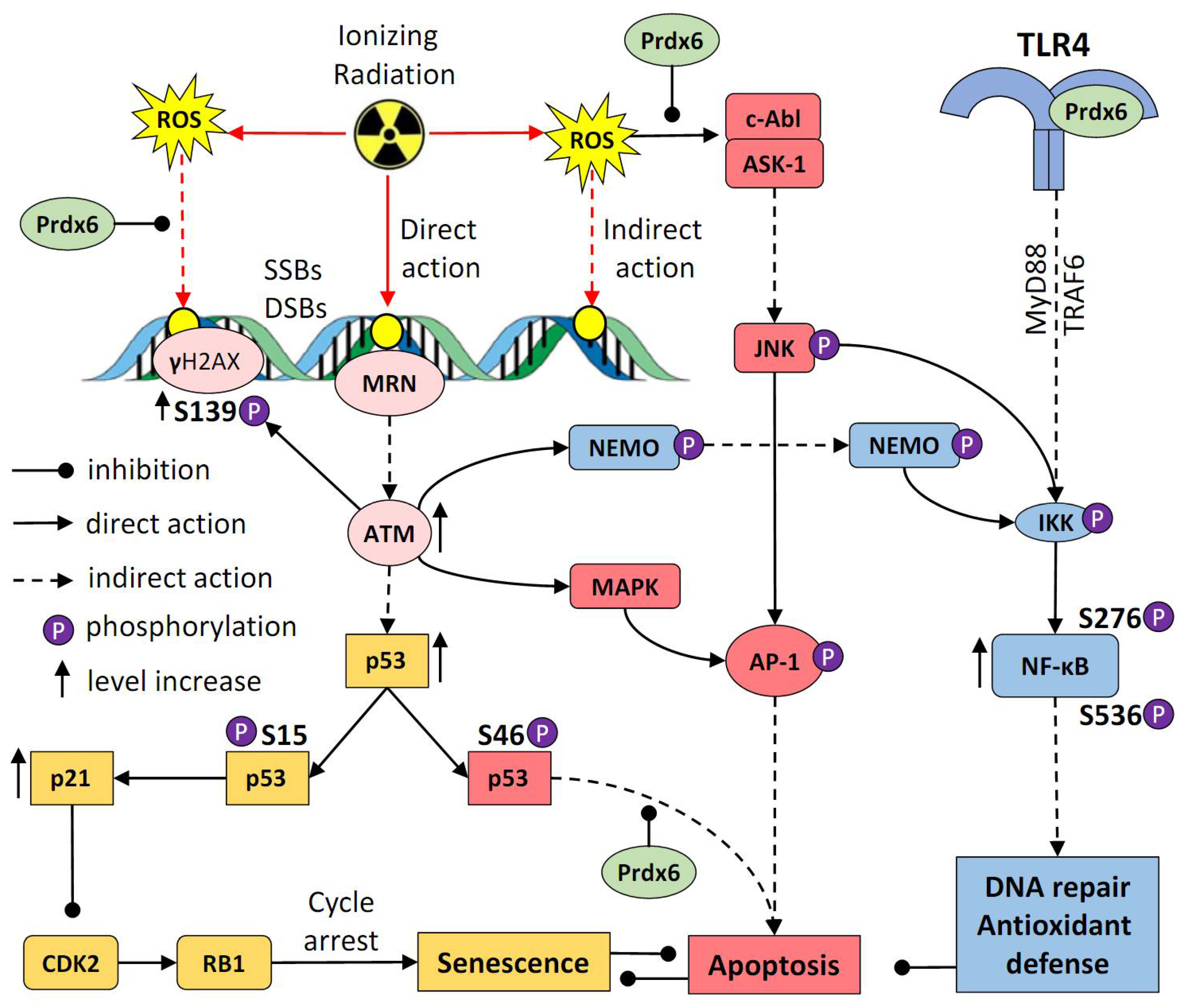 Antioxidants 10 01951 g008