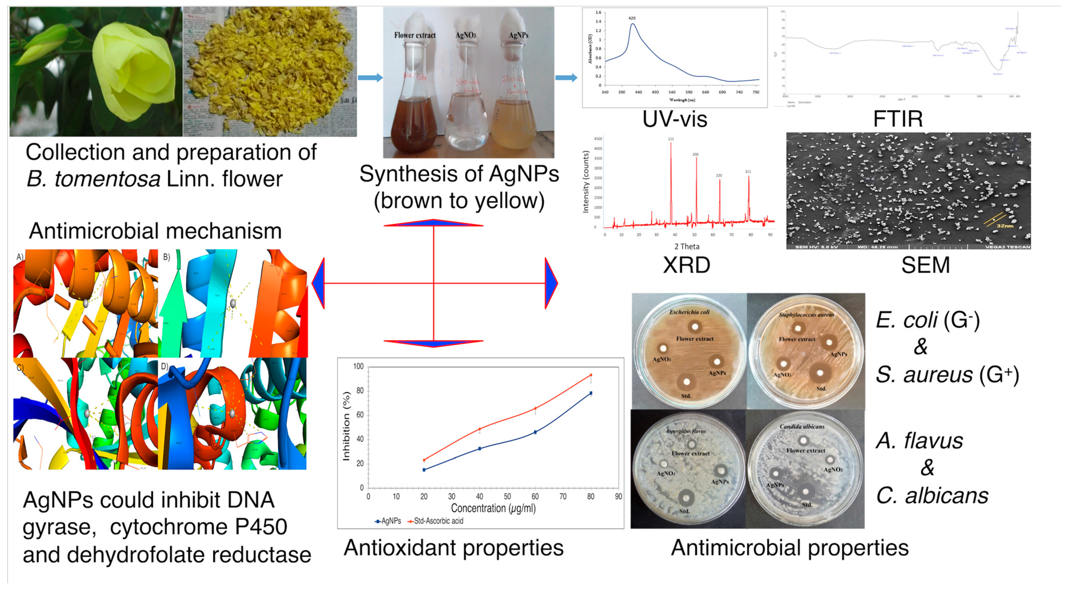 Antioxidants 10 01959 g012 550