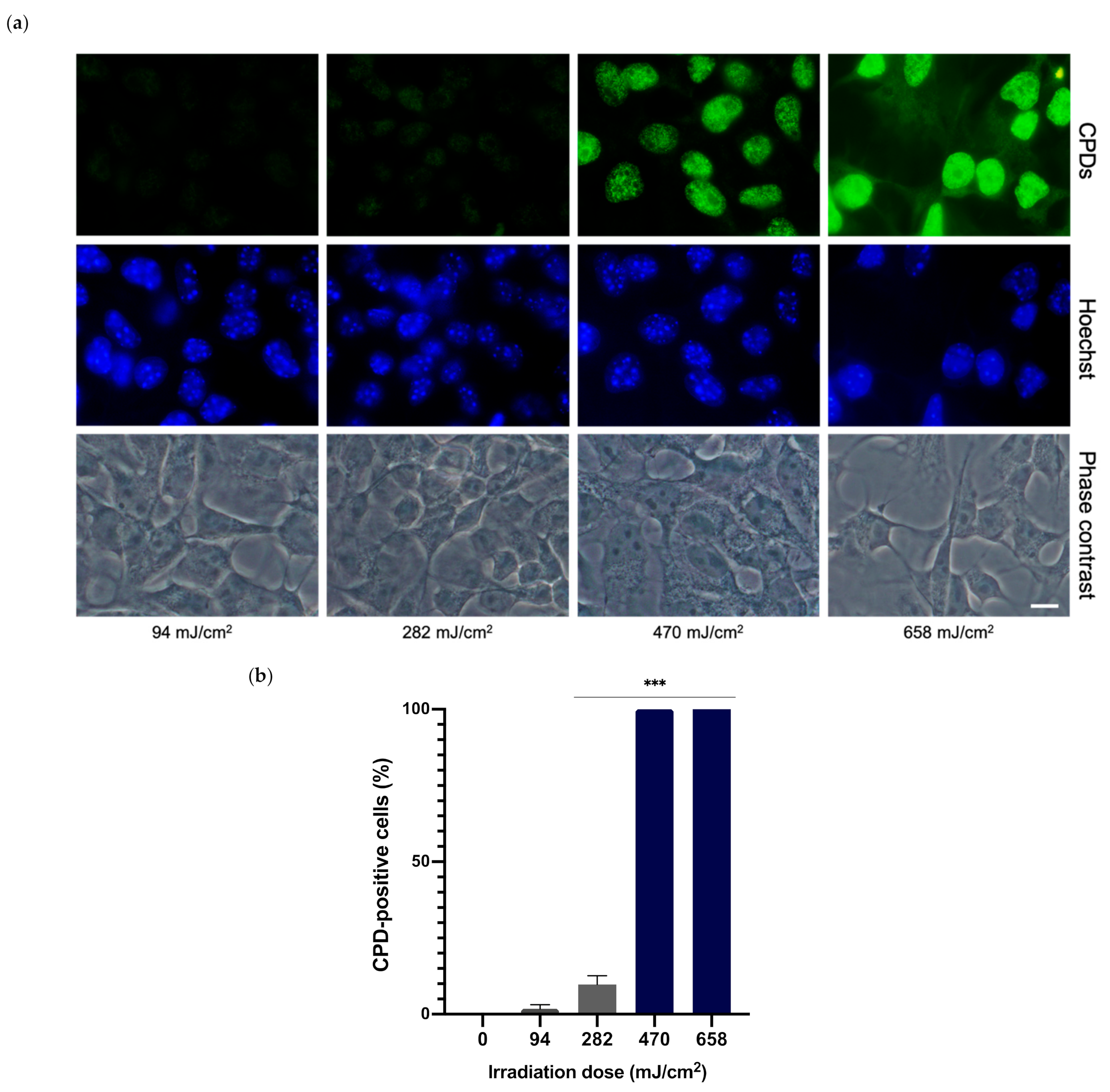 Antioxidants 10 01961 g003 Antioxidants 10 01961 g003