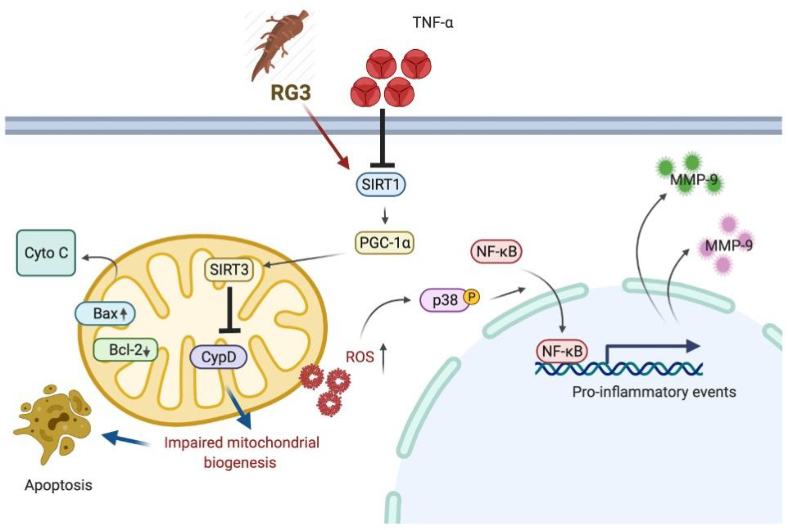 Antioxidants 10 01972 g007