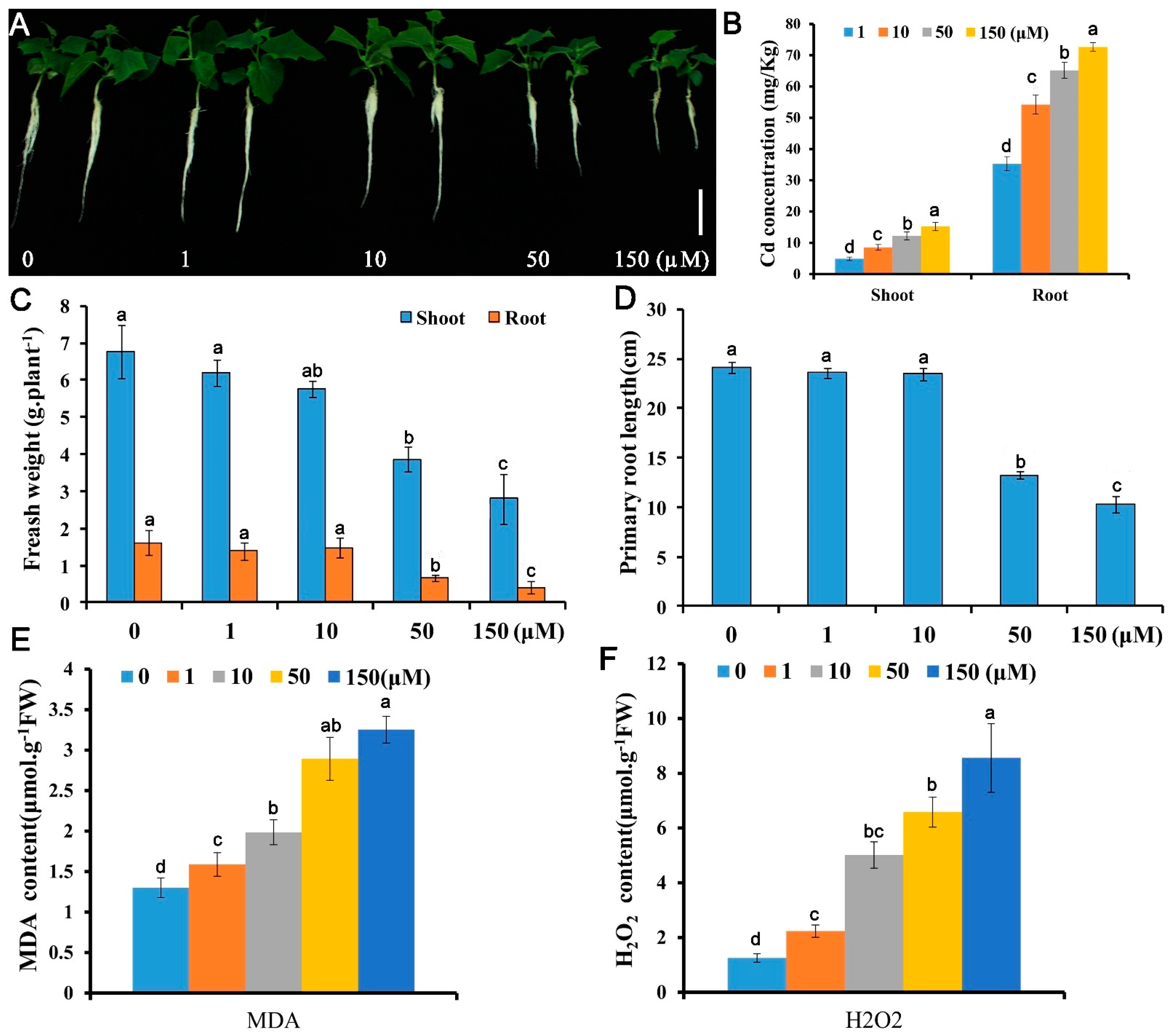 Antioxidants 10 01973 g001