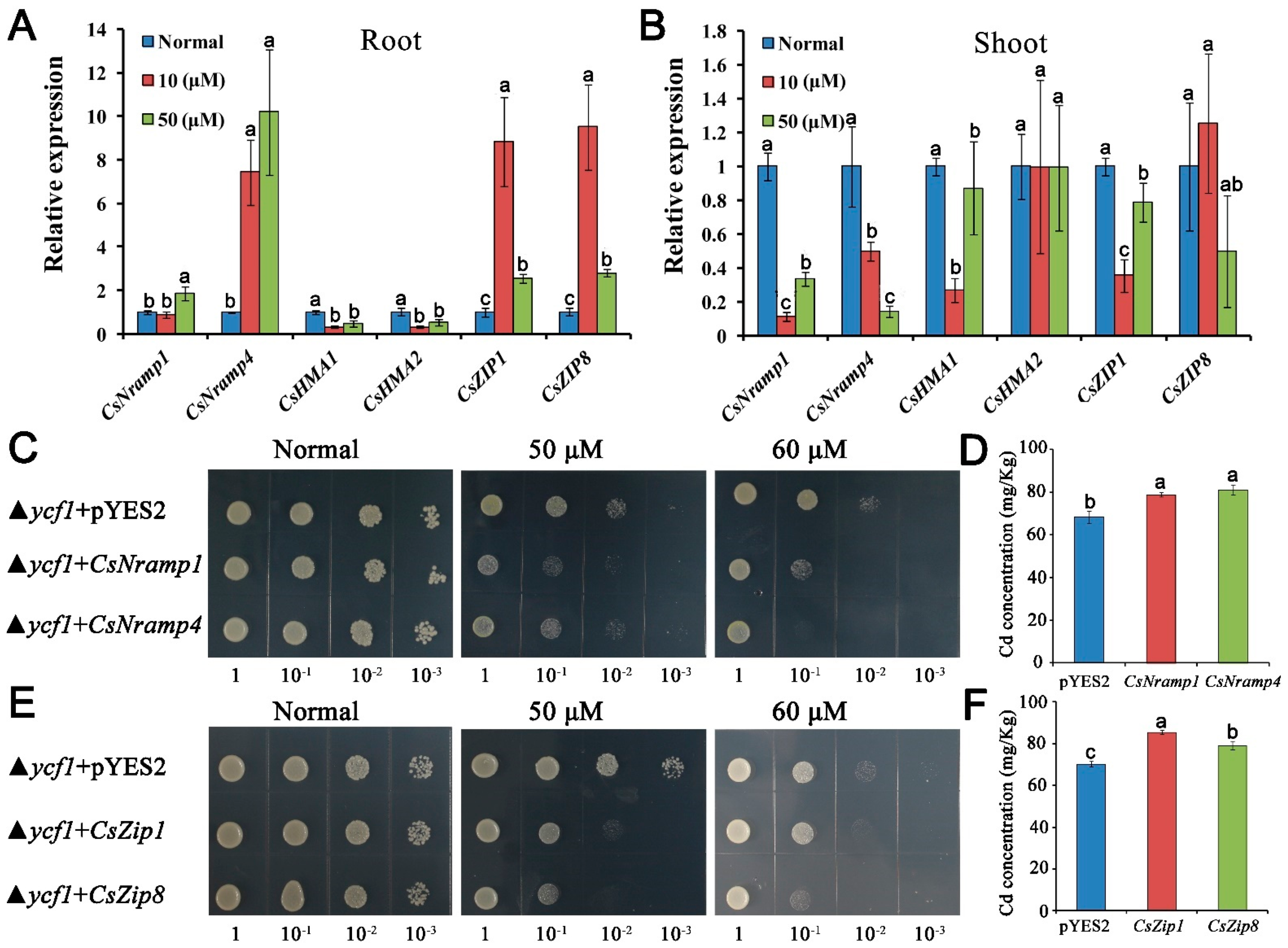 Antioxidants 10 01973 g003