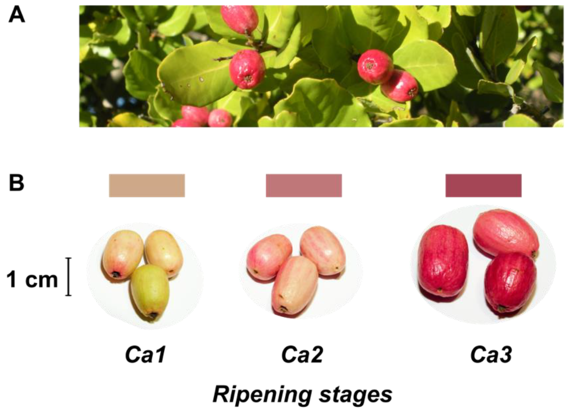 Antioxidants 10 01997 g001