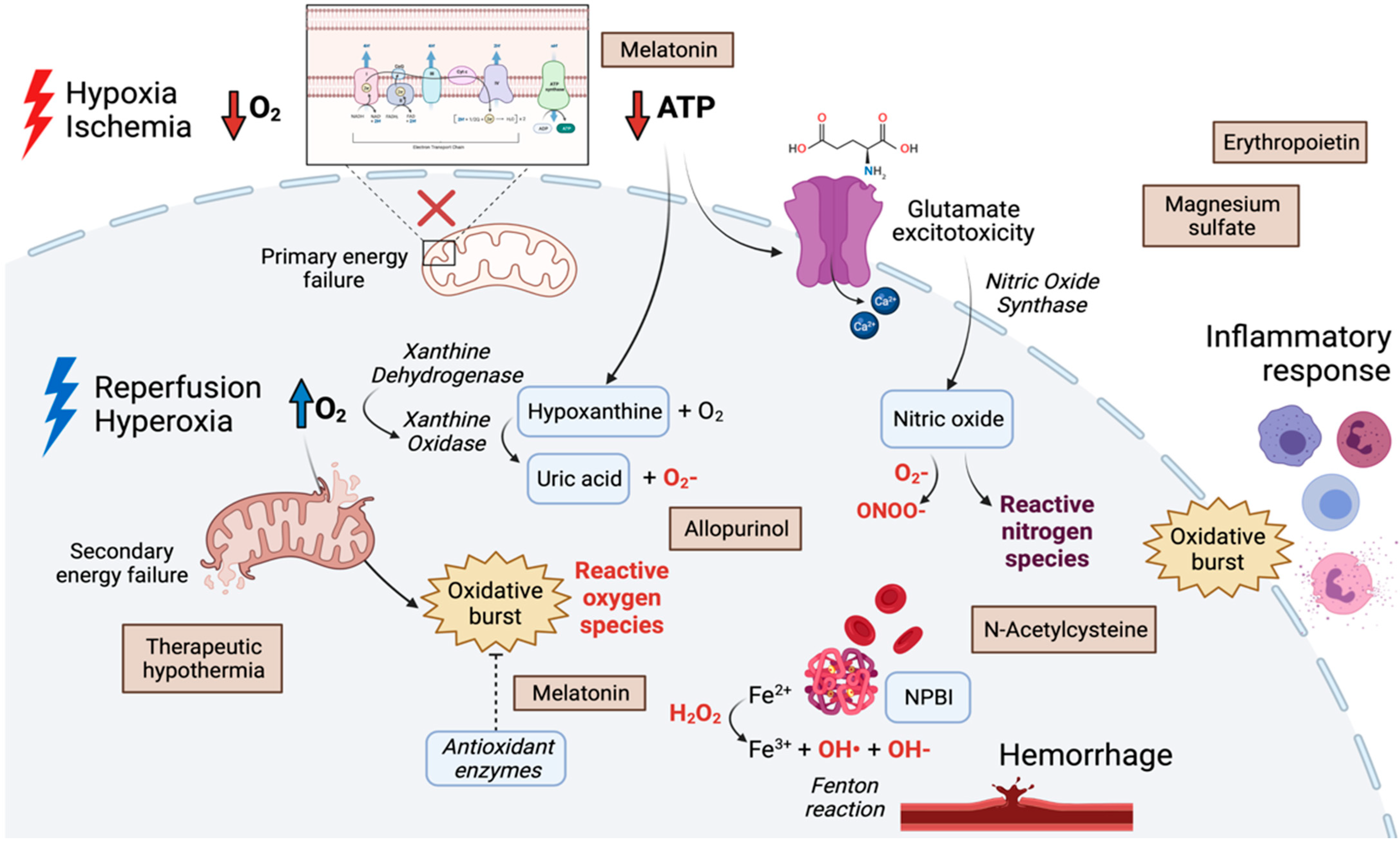 Antioxidants 10 02012 g001