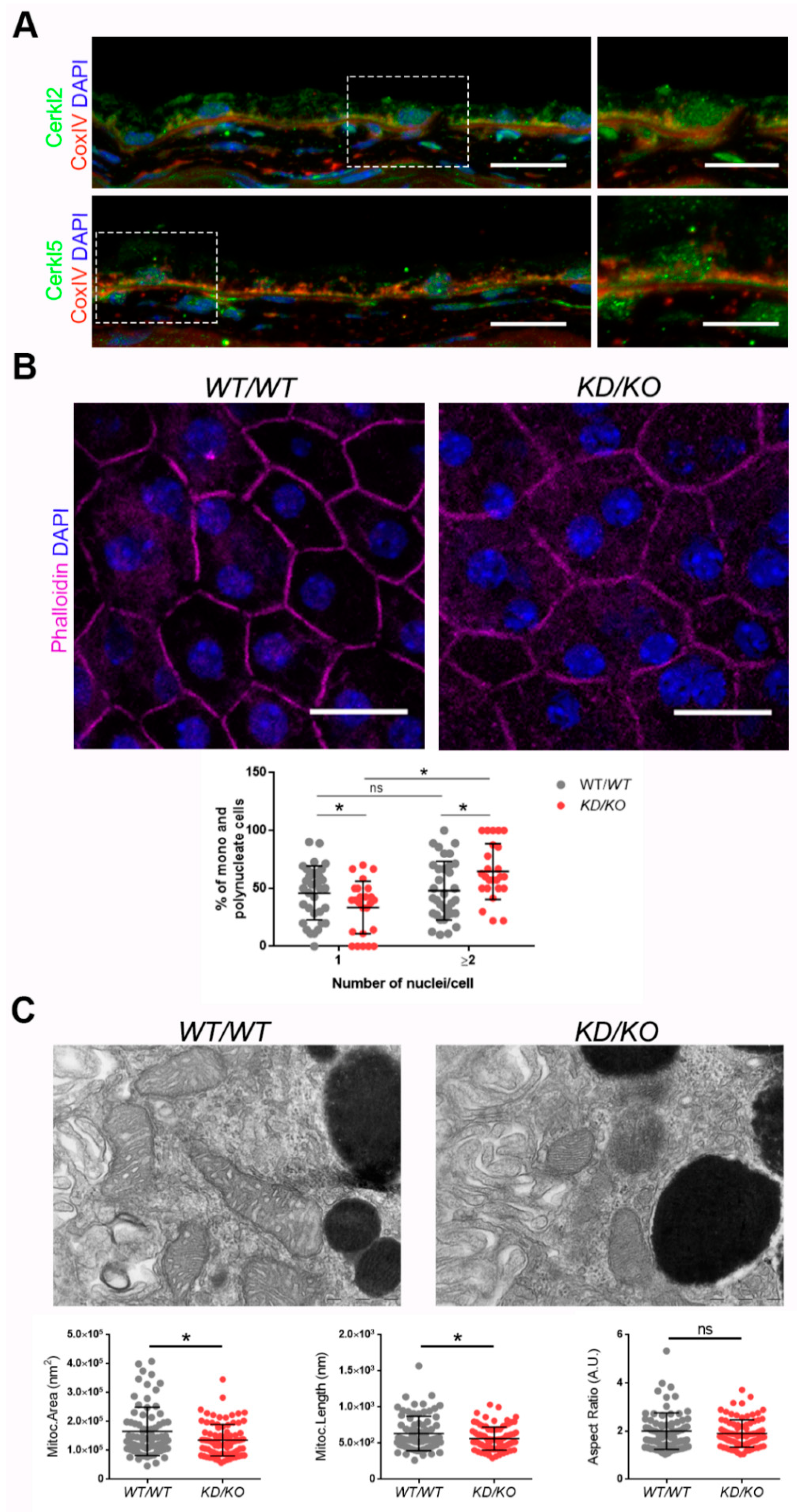 Antioxidants 10 02018 g001 550