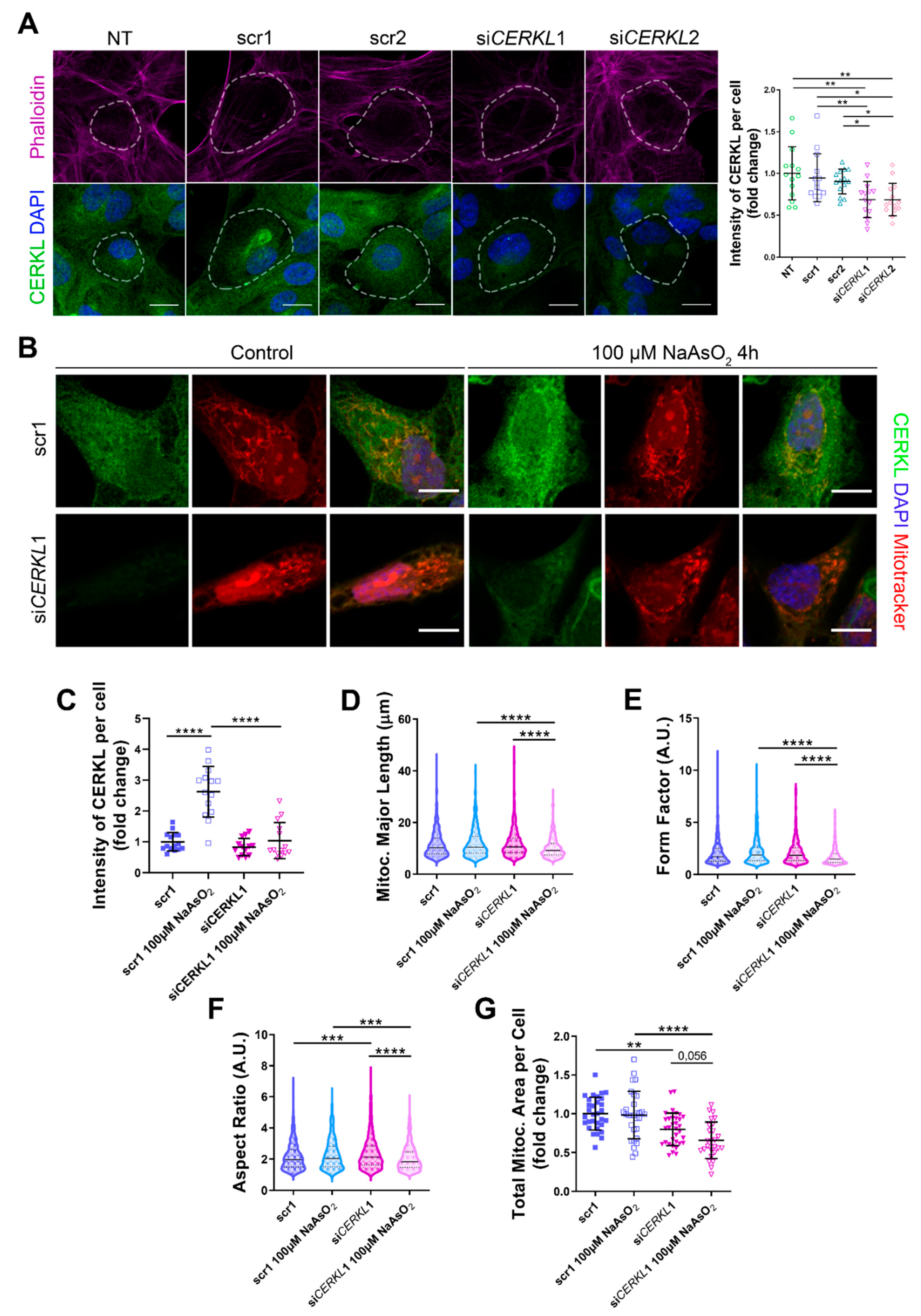 Antioxidants 10 02018 g002 550