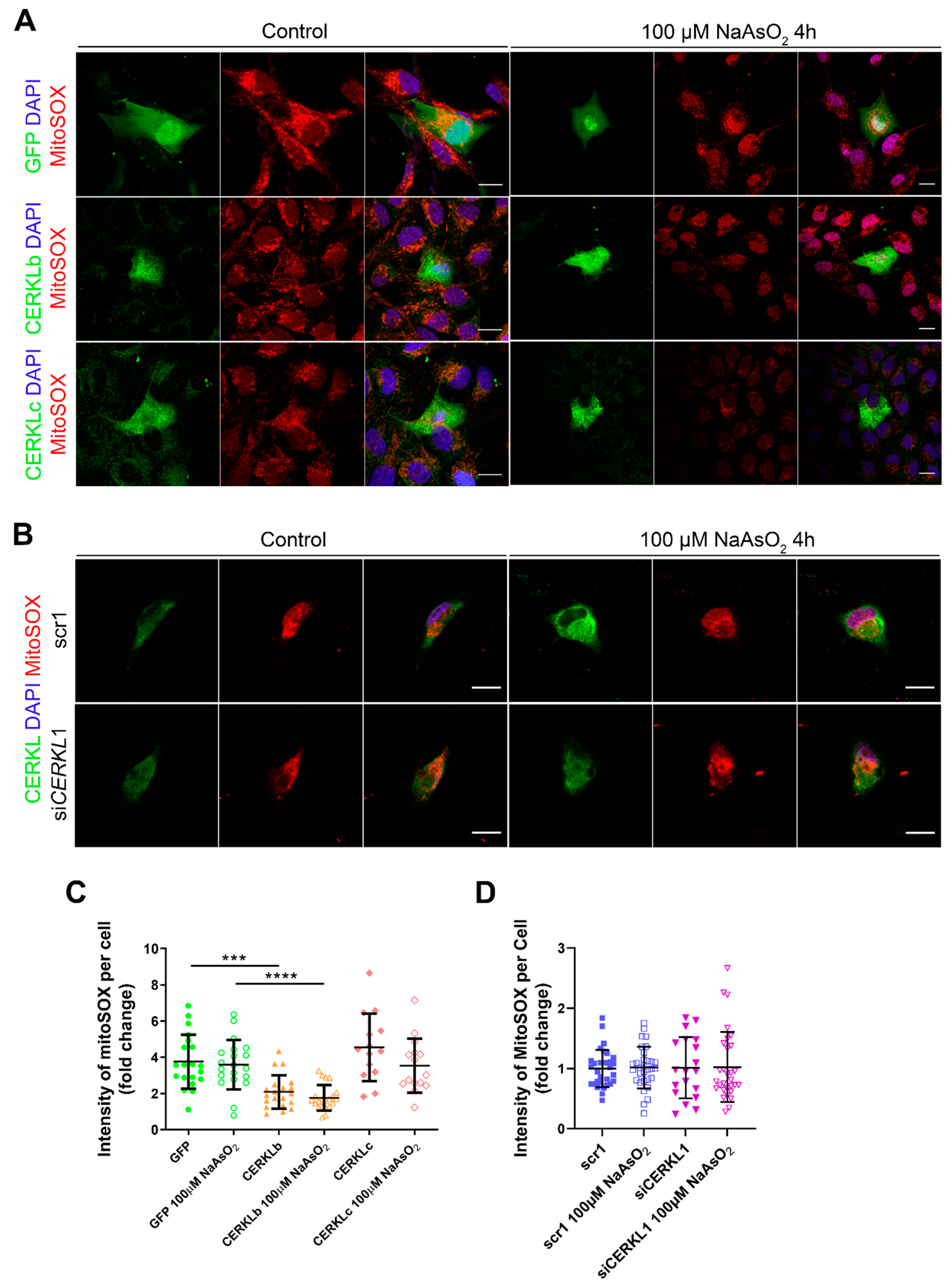 Antioxidants 10 02018 g004 550