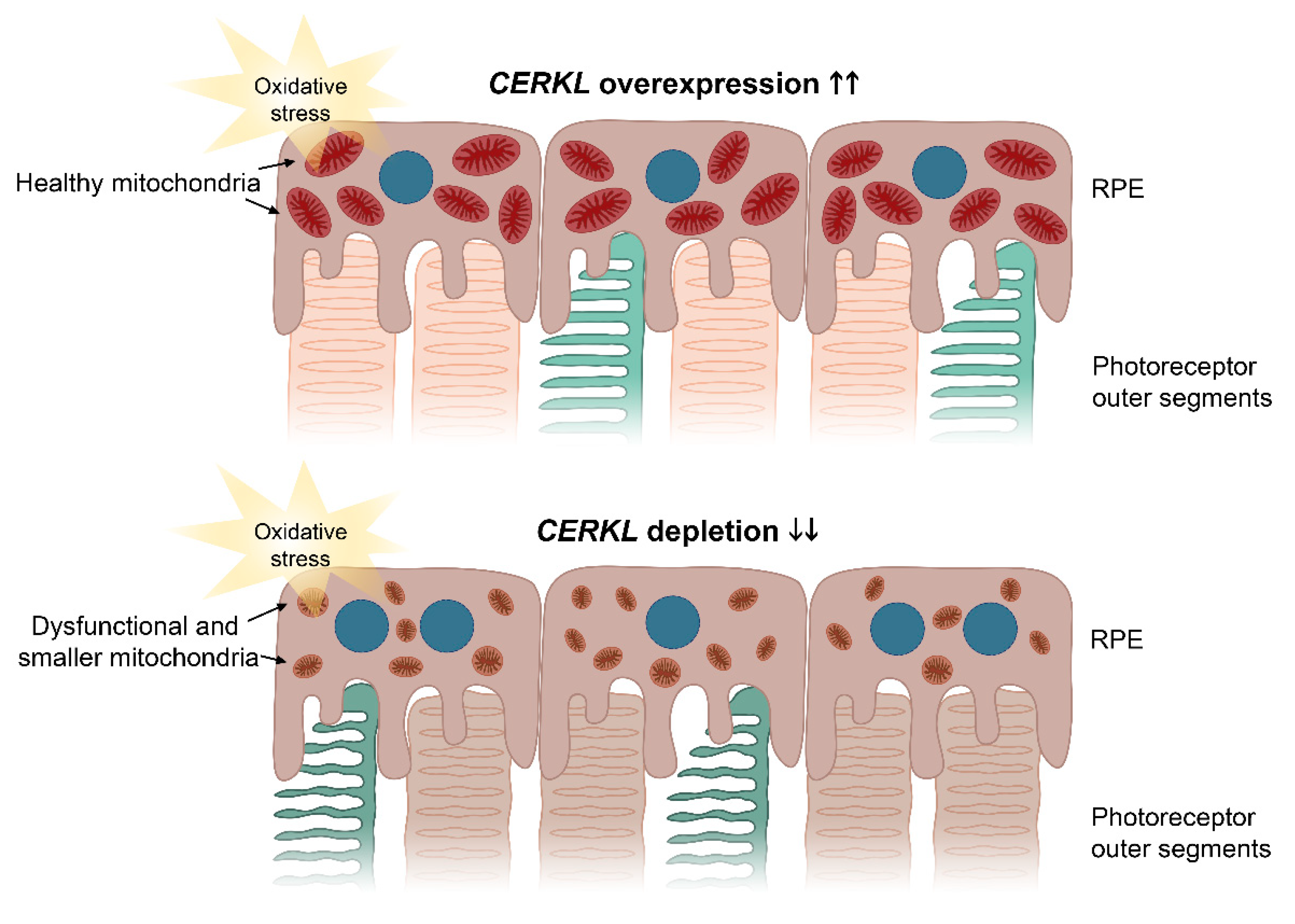 Antioxidants 10 02018 g006 550