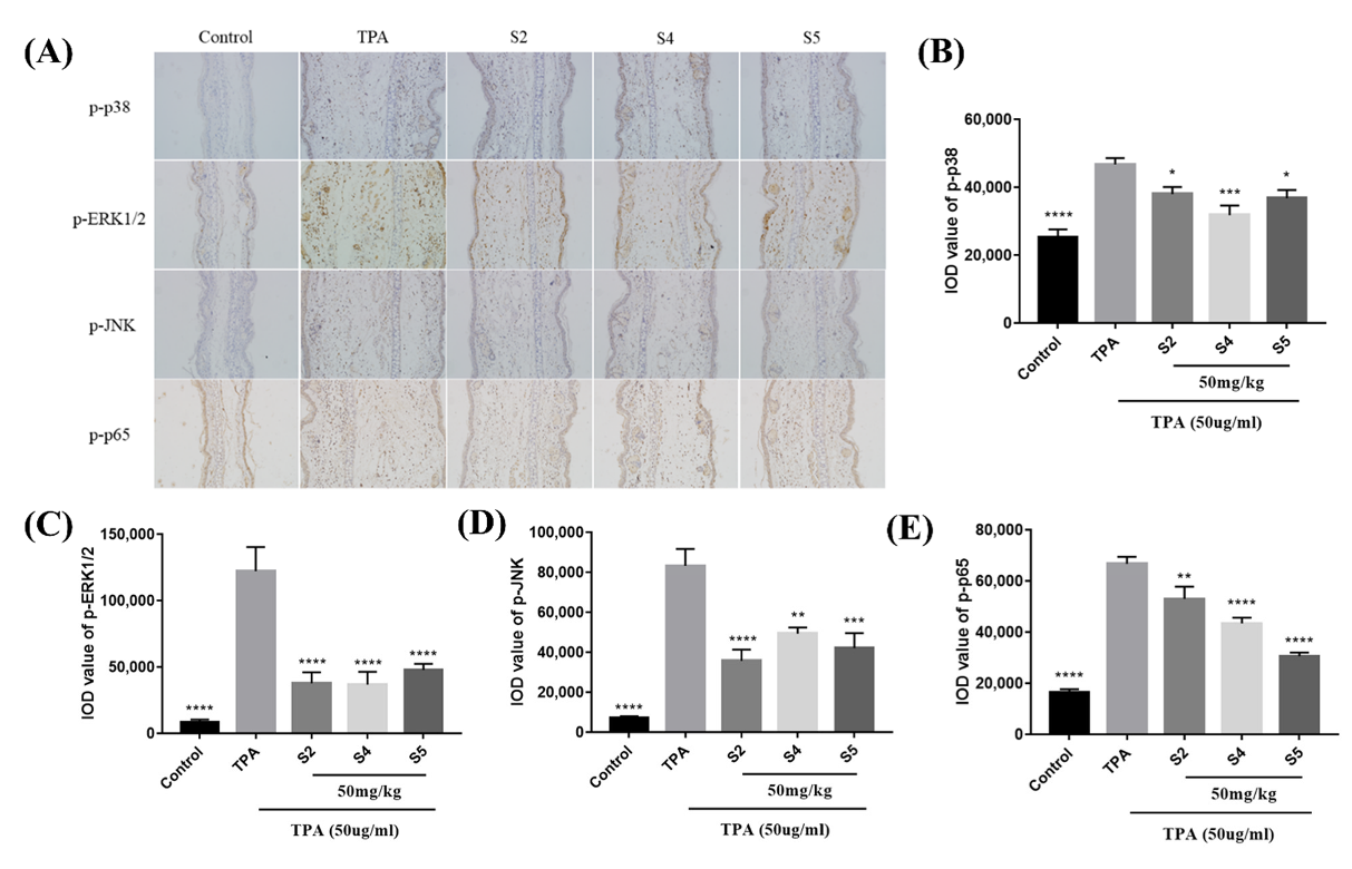 Antioxidants 10 02019 g007 550