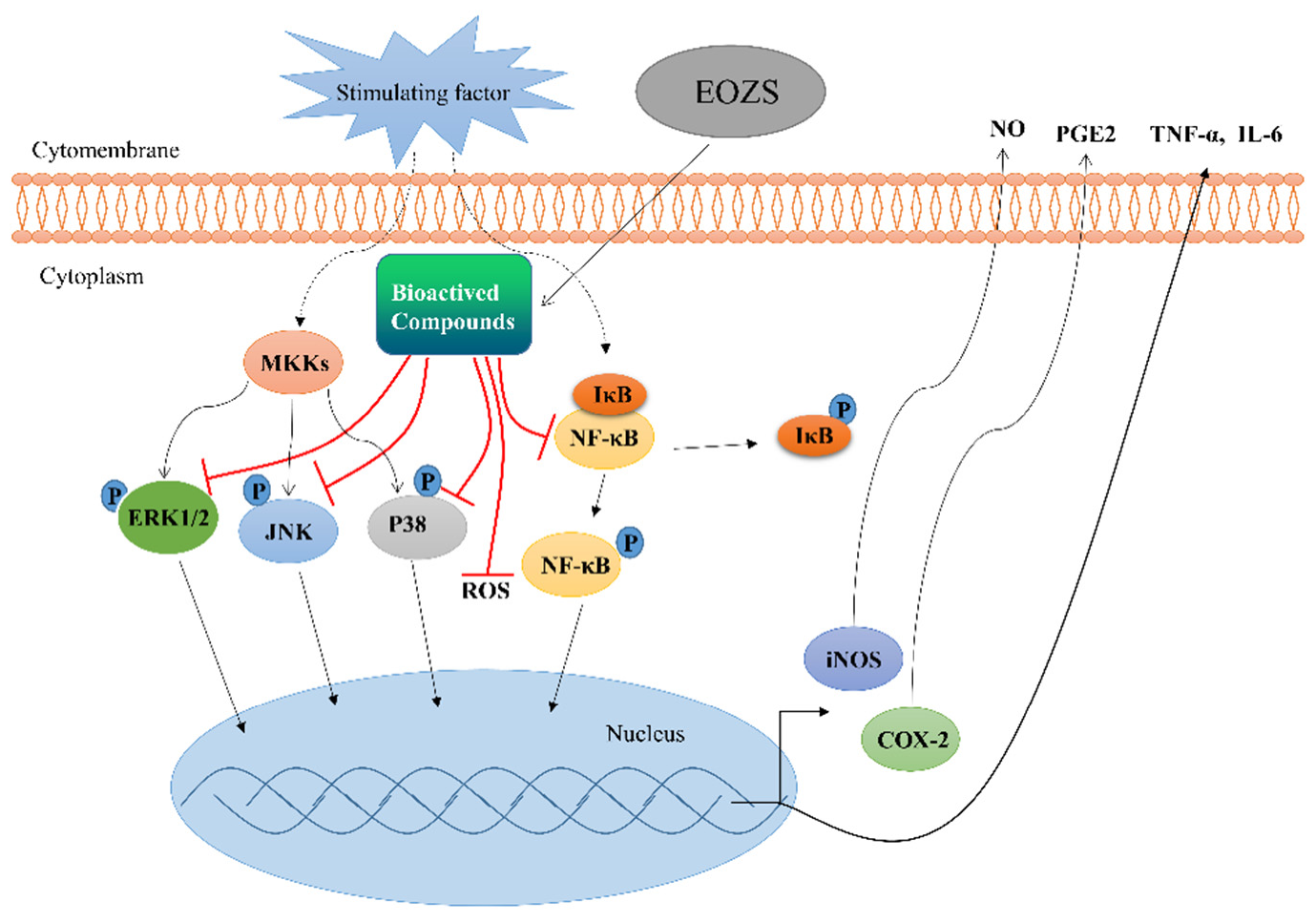Antioxidants 10 02019 g008 550