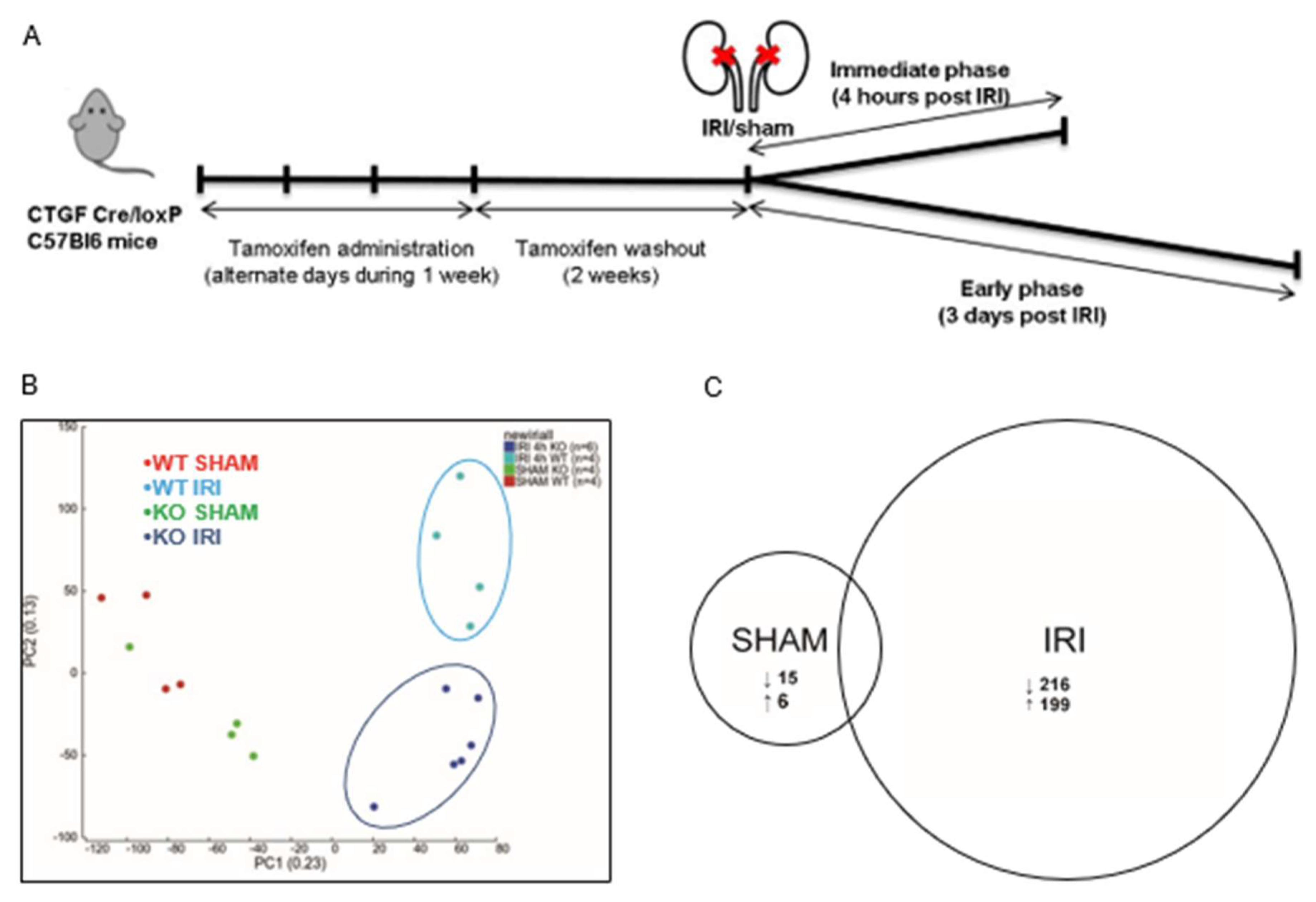 Antioxidants Free Full Text Ccn2 Aggravates The Immediate Oxidative Stress Ndash Dna Damage Response Following Renal Ischemia Ndash Reperfusion Injury Html