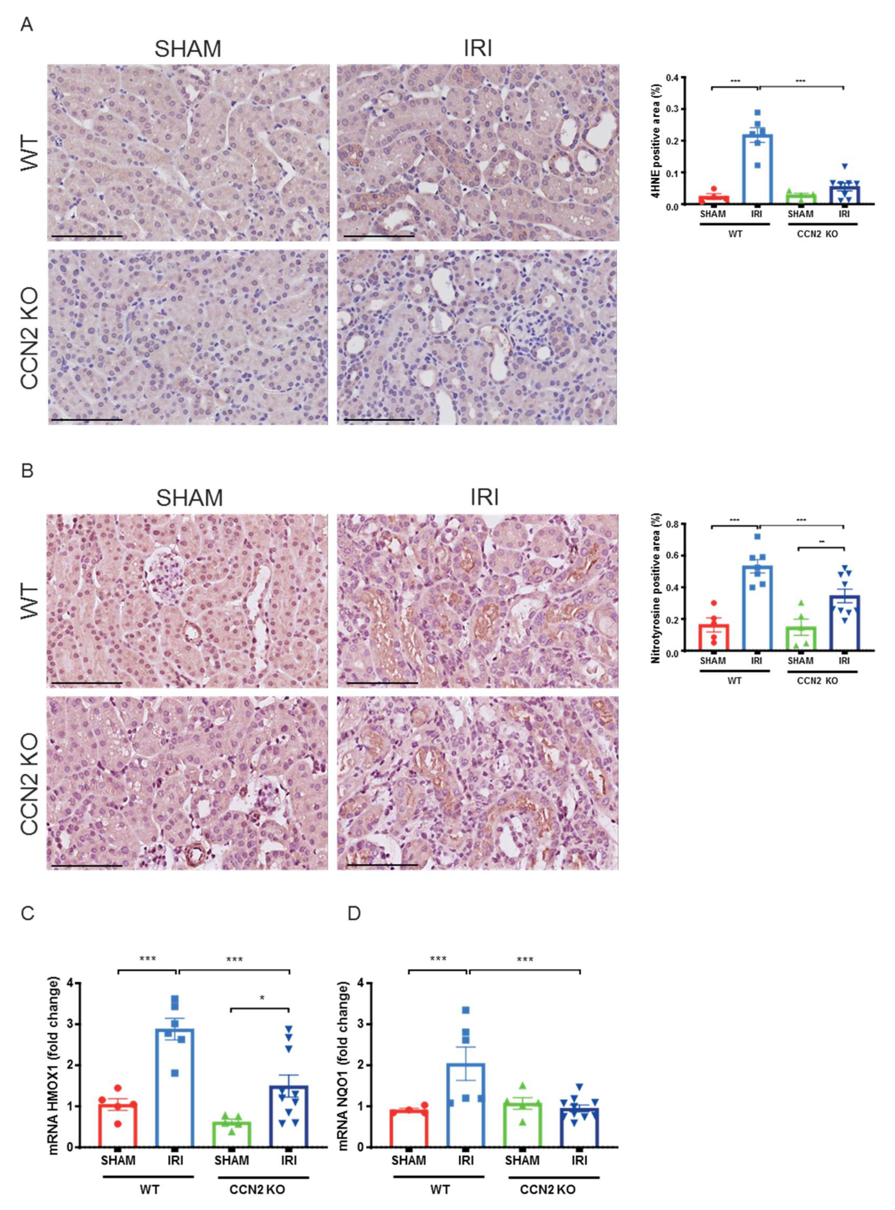 Antioxidants 10 02020 g005