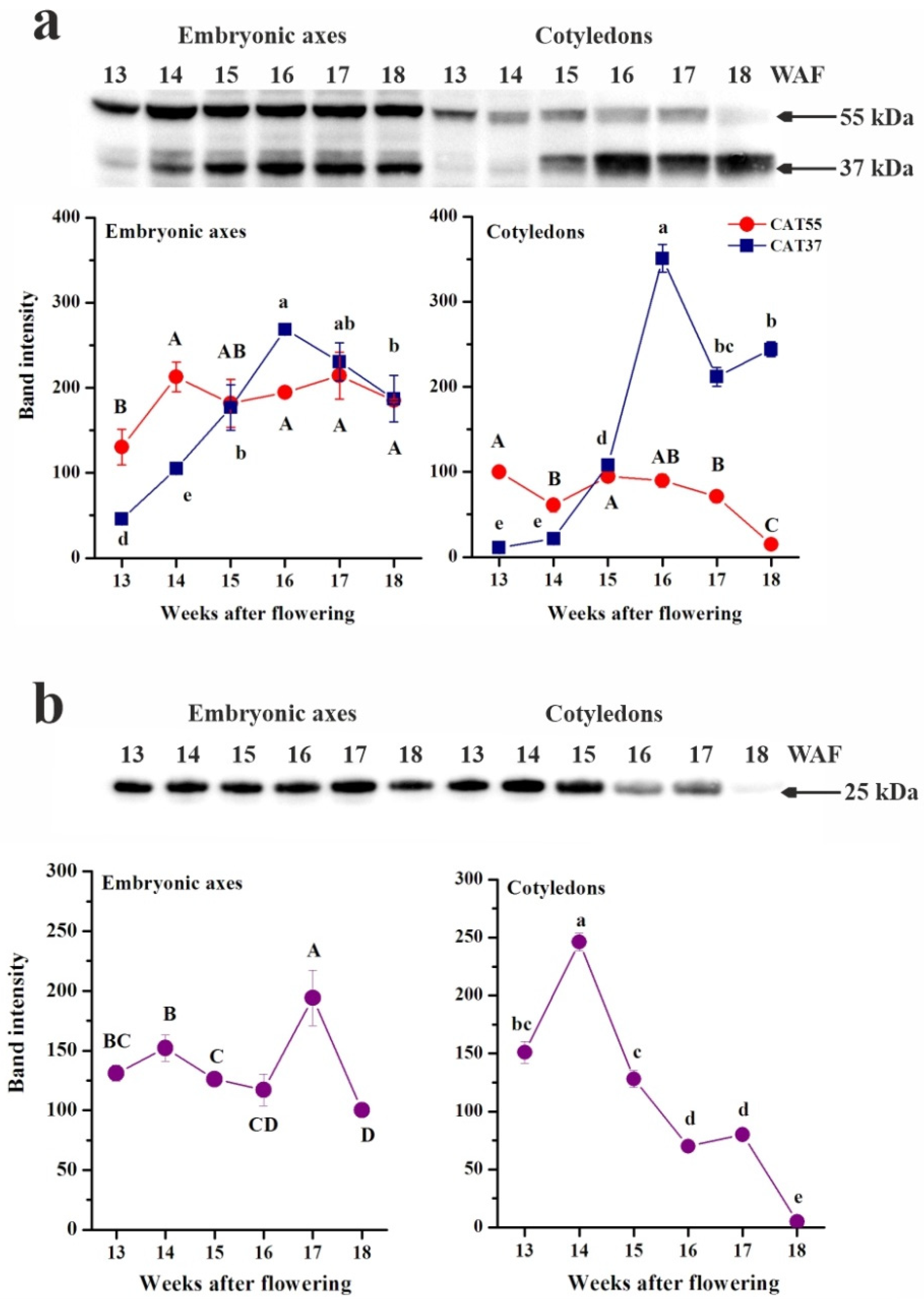 Antioxidants 10 02021 g006 Antioxidants 10 02021 g006
