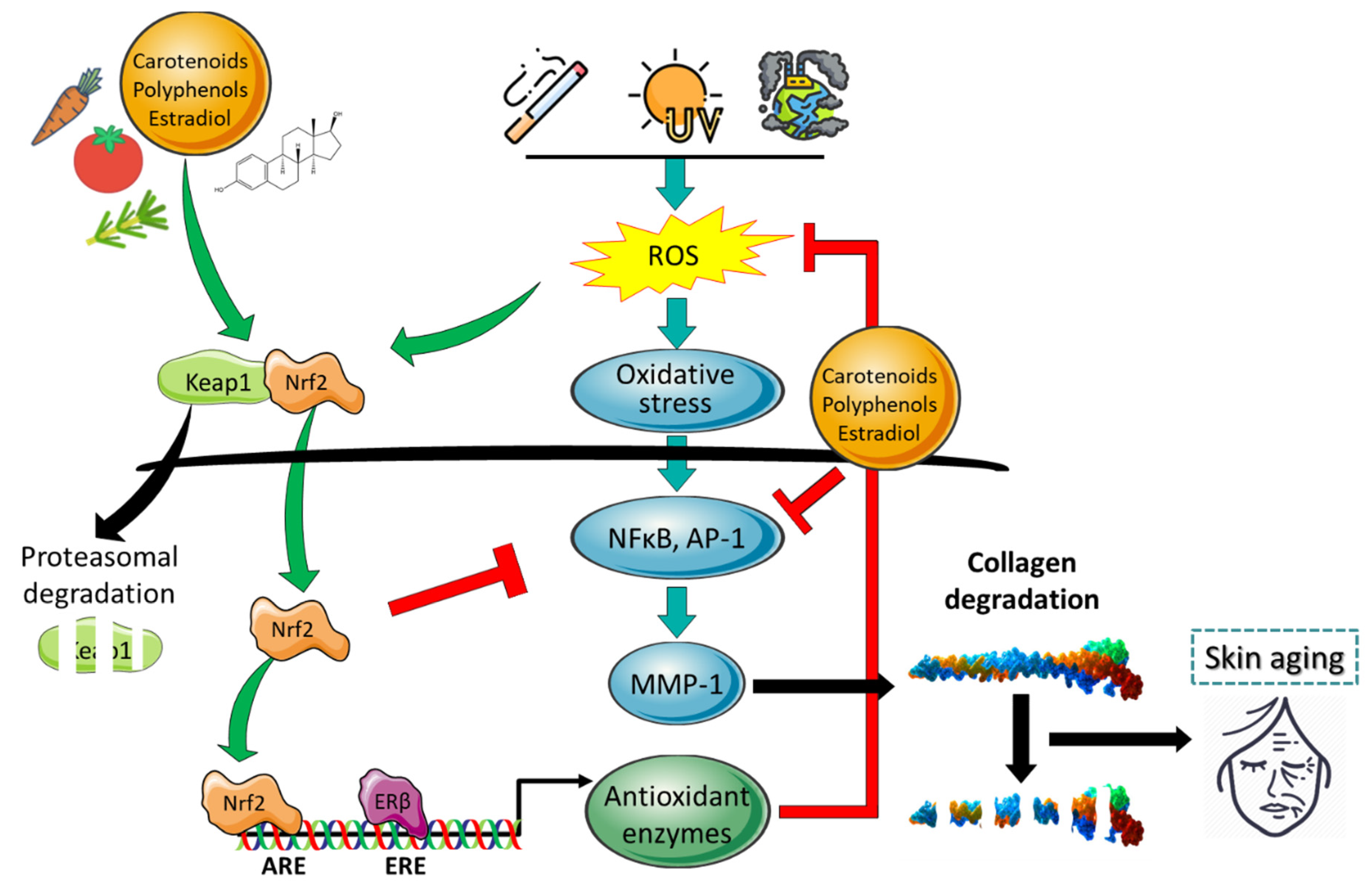 Antioxidants 10 02023 sch001