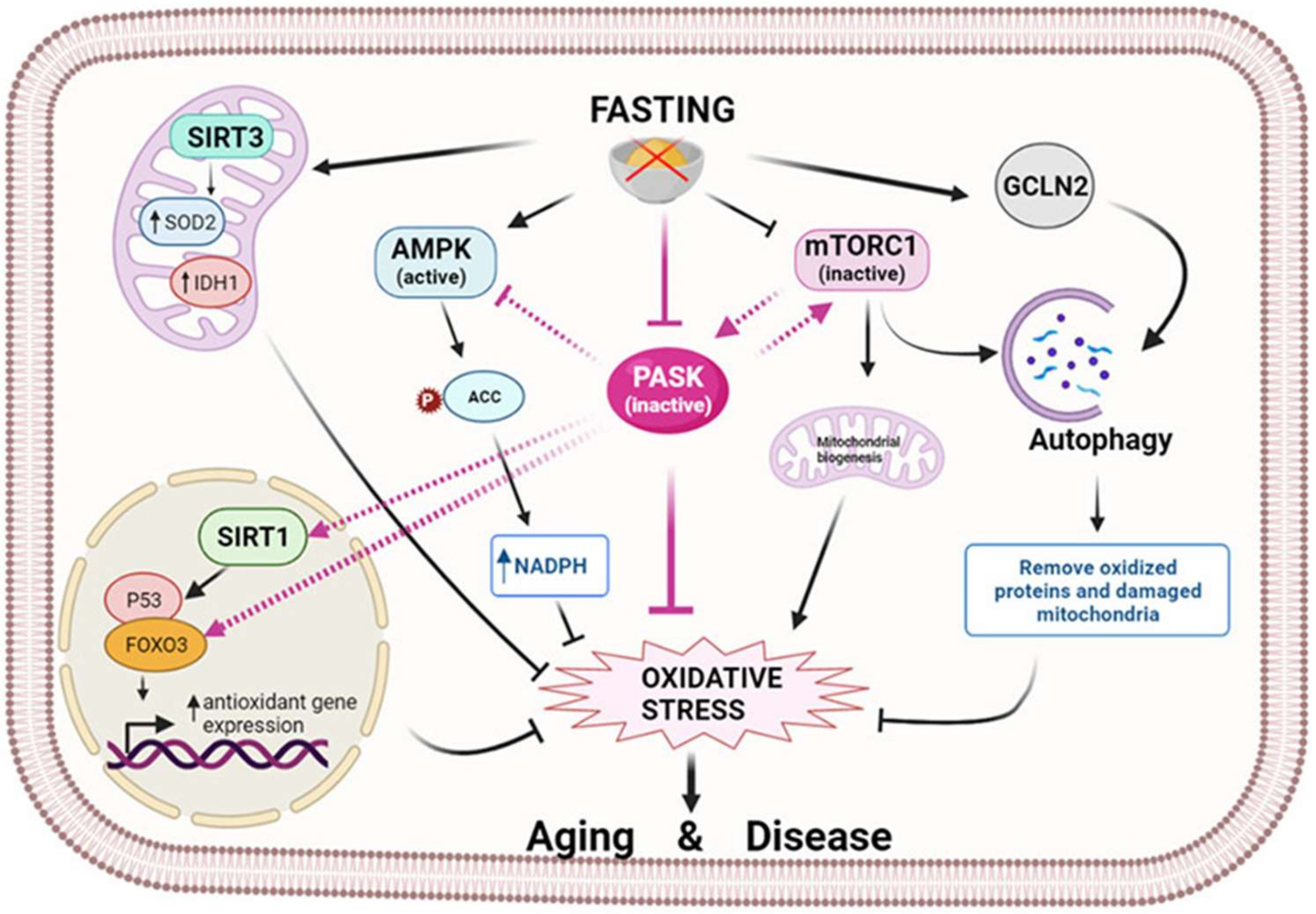 Antioxidants 10 02028 g002