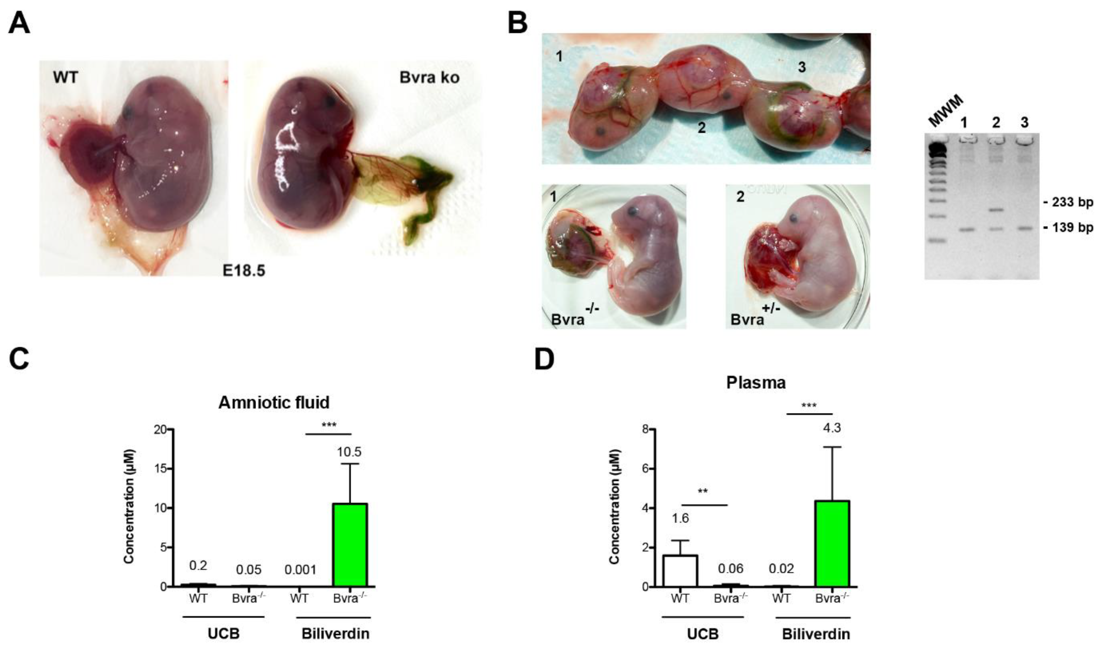 Antioxidants 10 02029 g002 Antioxidants 10 02029 g002