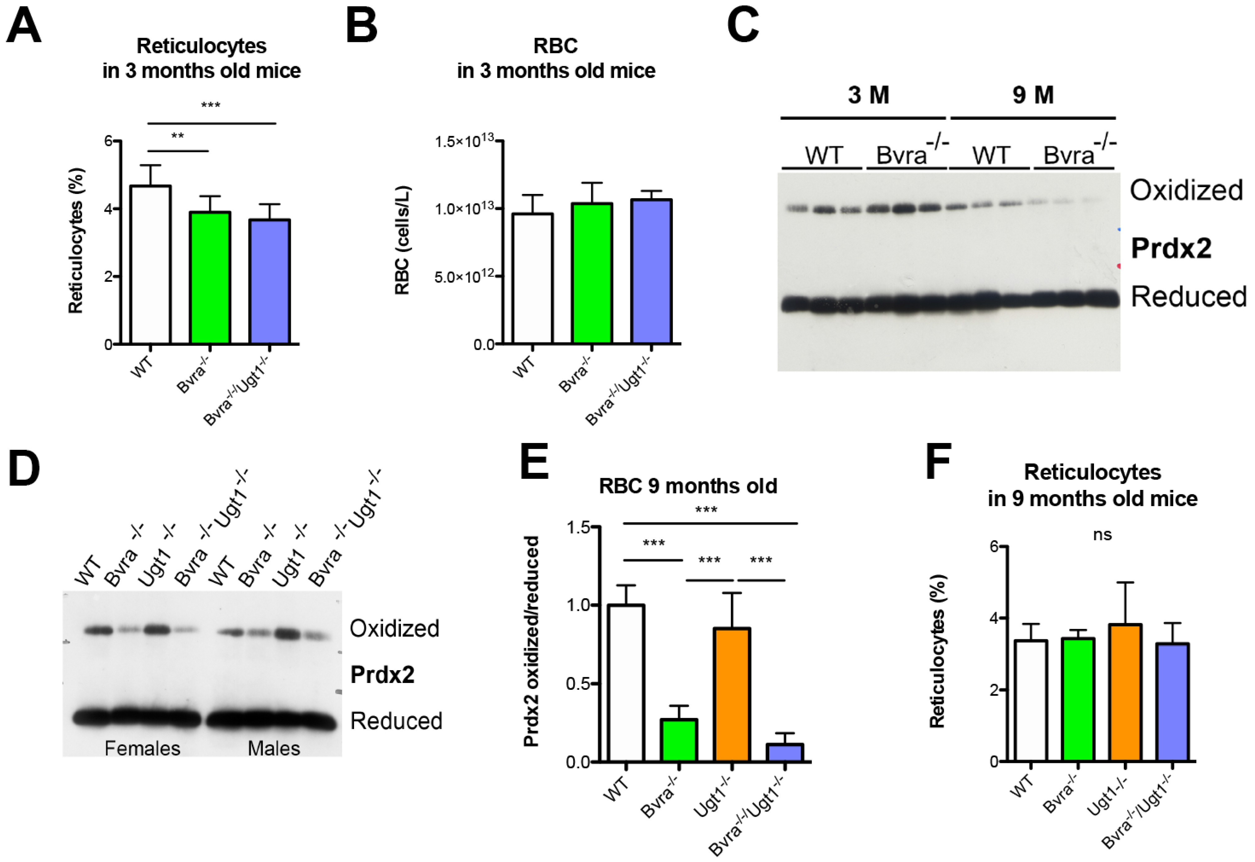 Antioxidants 10 02029 g004 Antioxidants 10 02029 g004