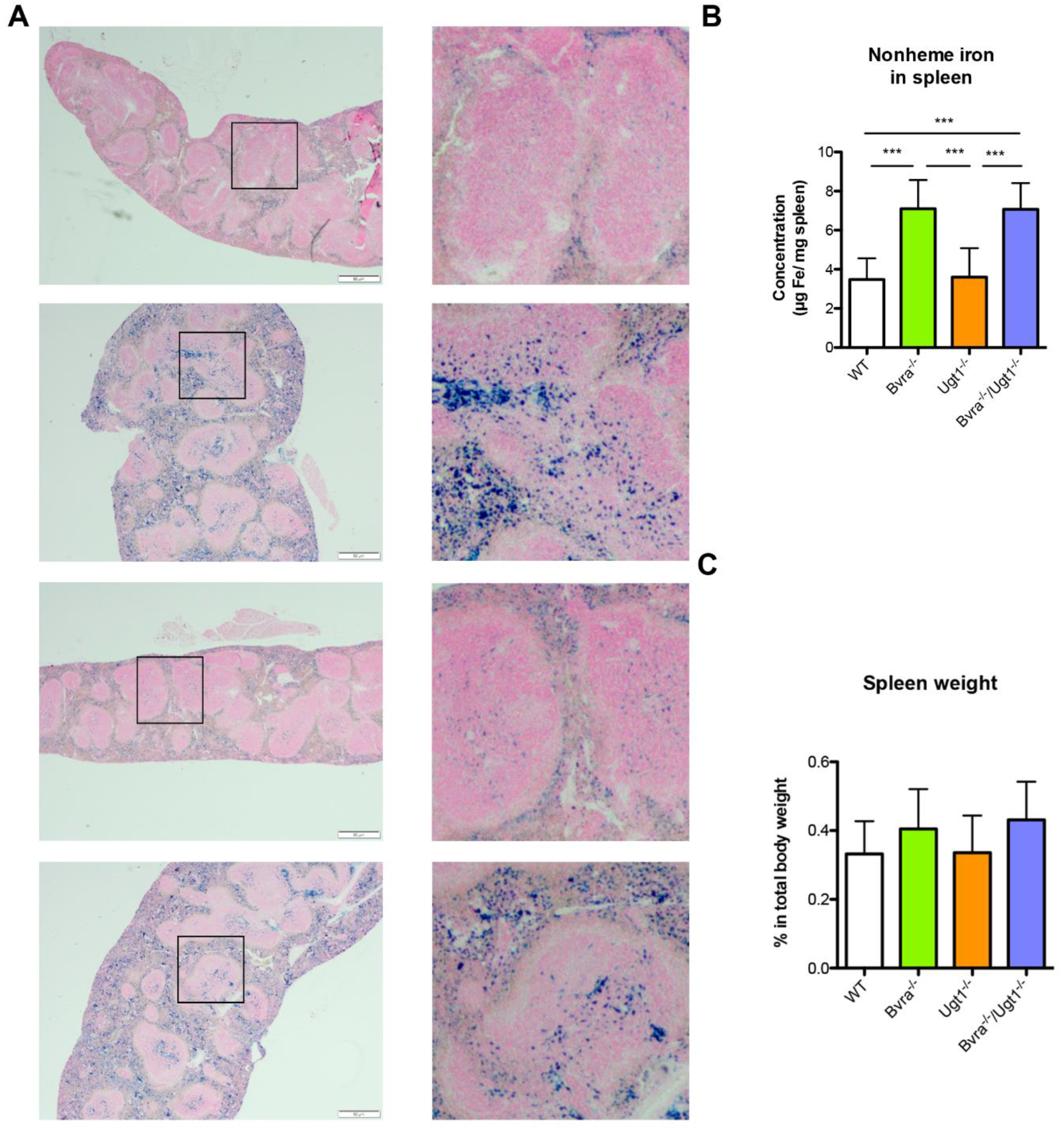 Antioxidants 10 02029 g005 Antioxidants 10 02029 g005