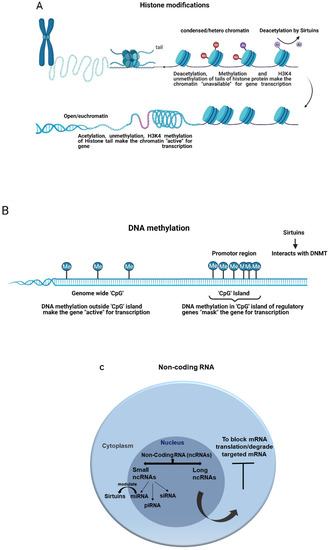 Sirtuins and Sepsis: Cross Talk between Redox and Epigenetic
