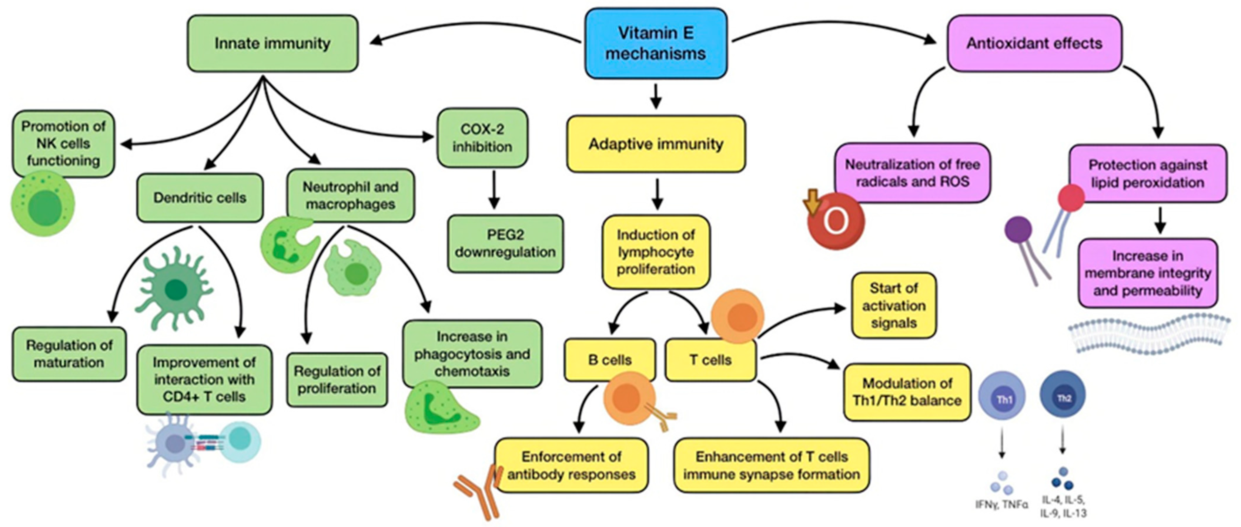 Antioxidants 11 00005 g005 550