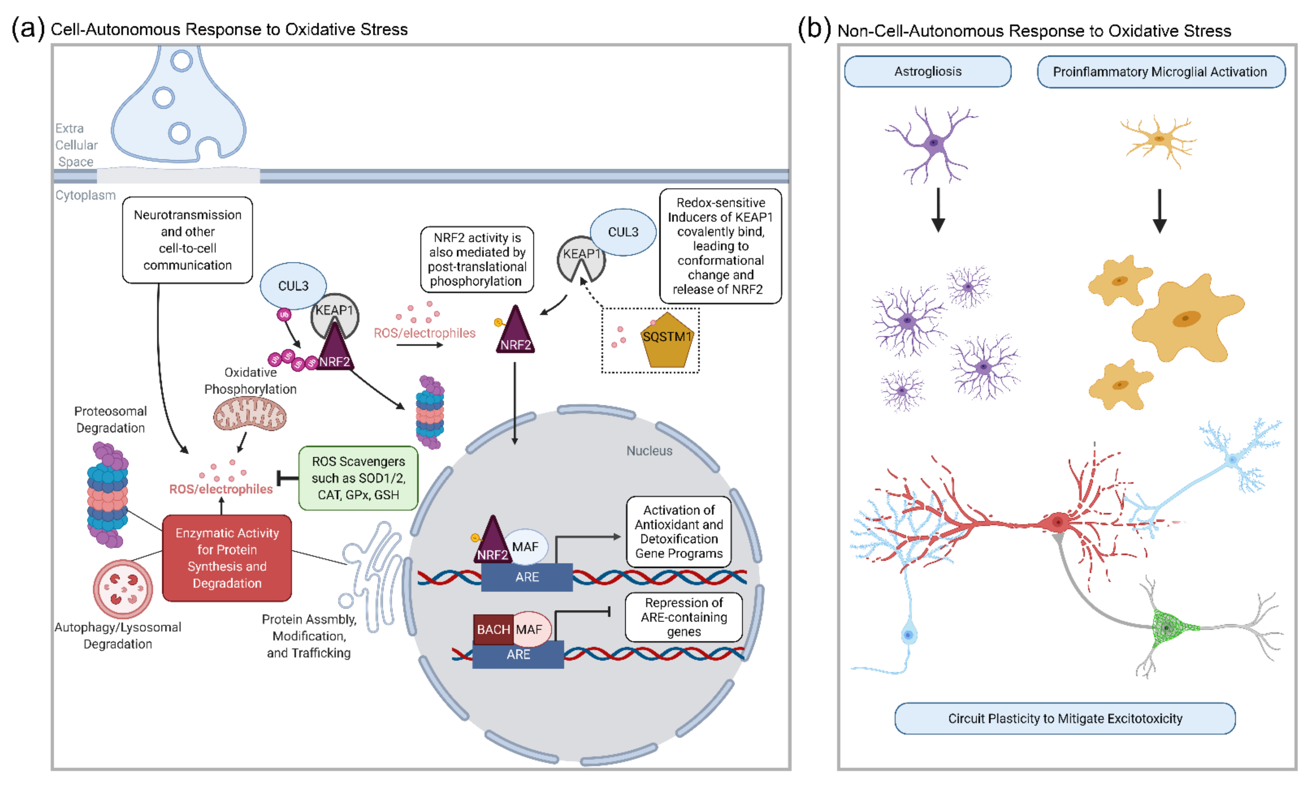 Temporally Regulated and Tissue-Specific Gene Manipulations in the