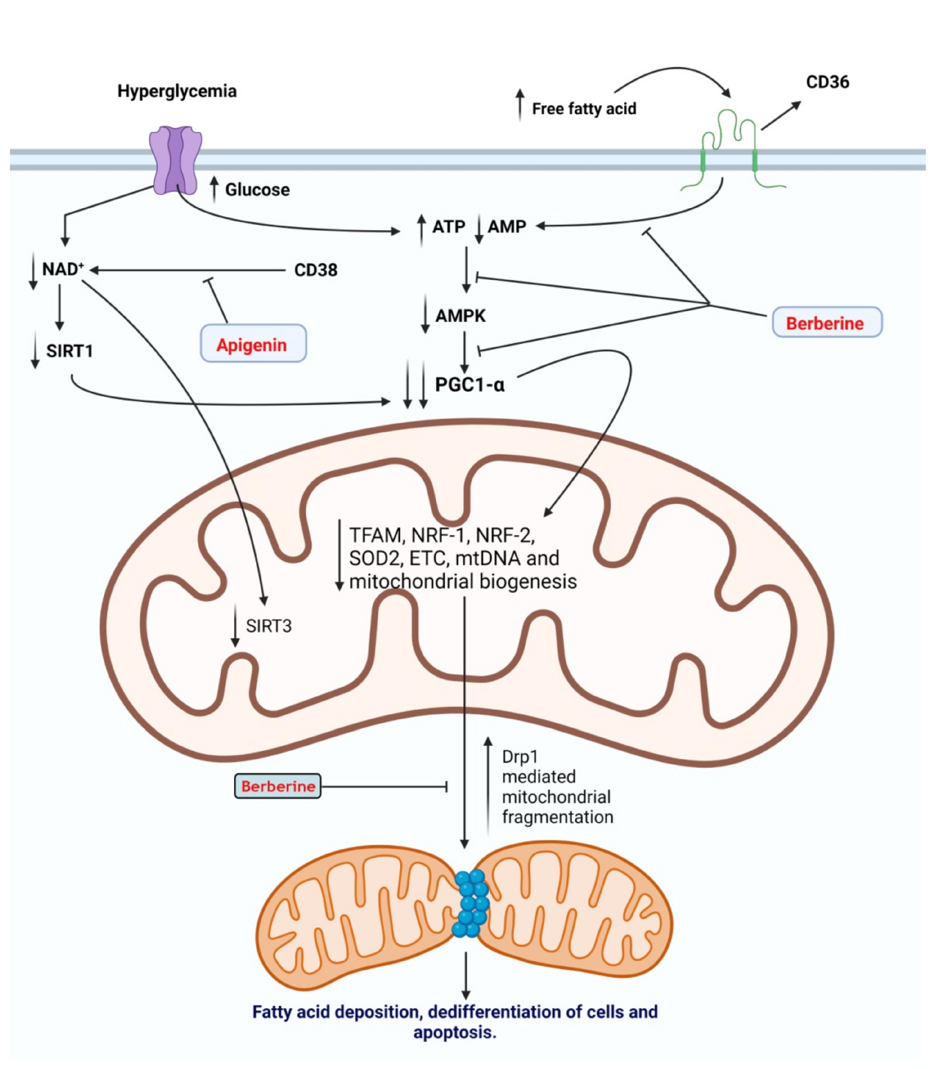 Antioxidants | Free Full-Text | Molecular Mechanistic Pathways 