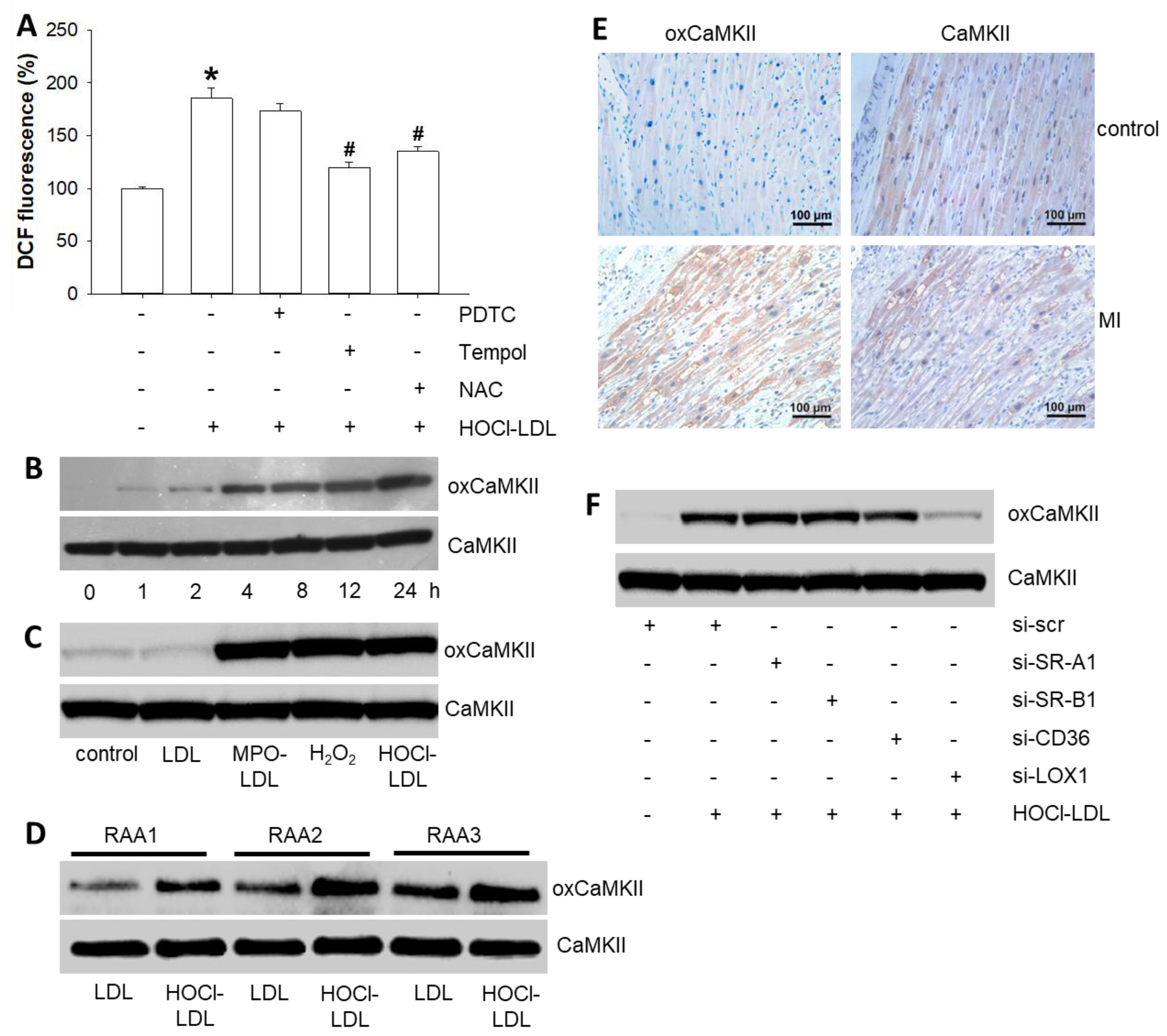 Antioxidants 11 00025 g002